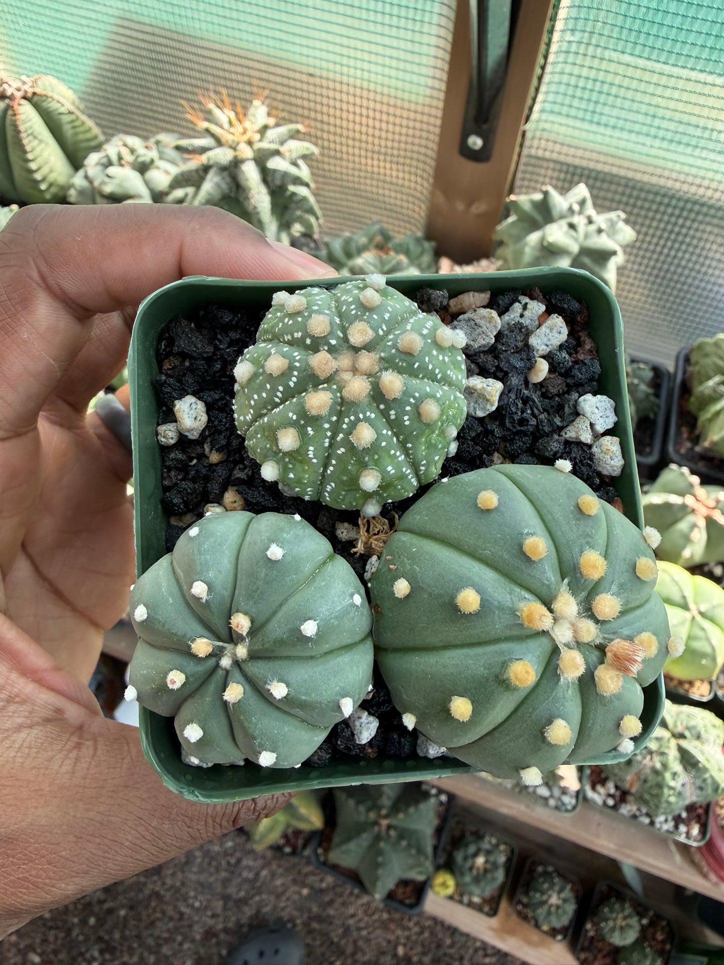 Astrophytum asterias Bundle