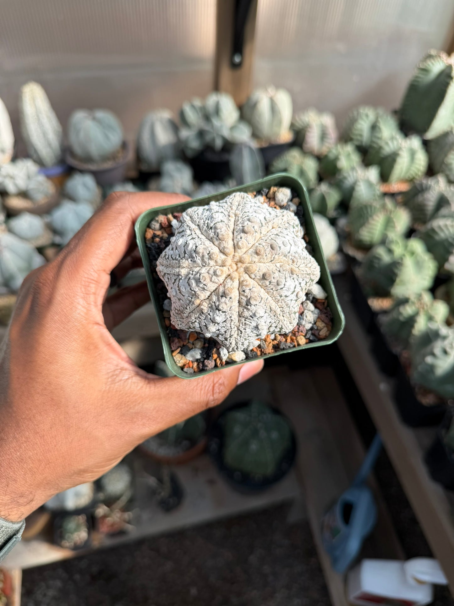 Astrophytum asterias Star Shape Snow