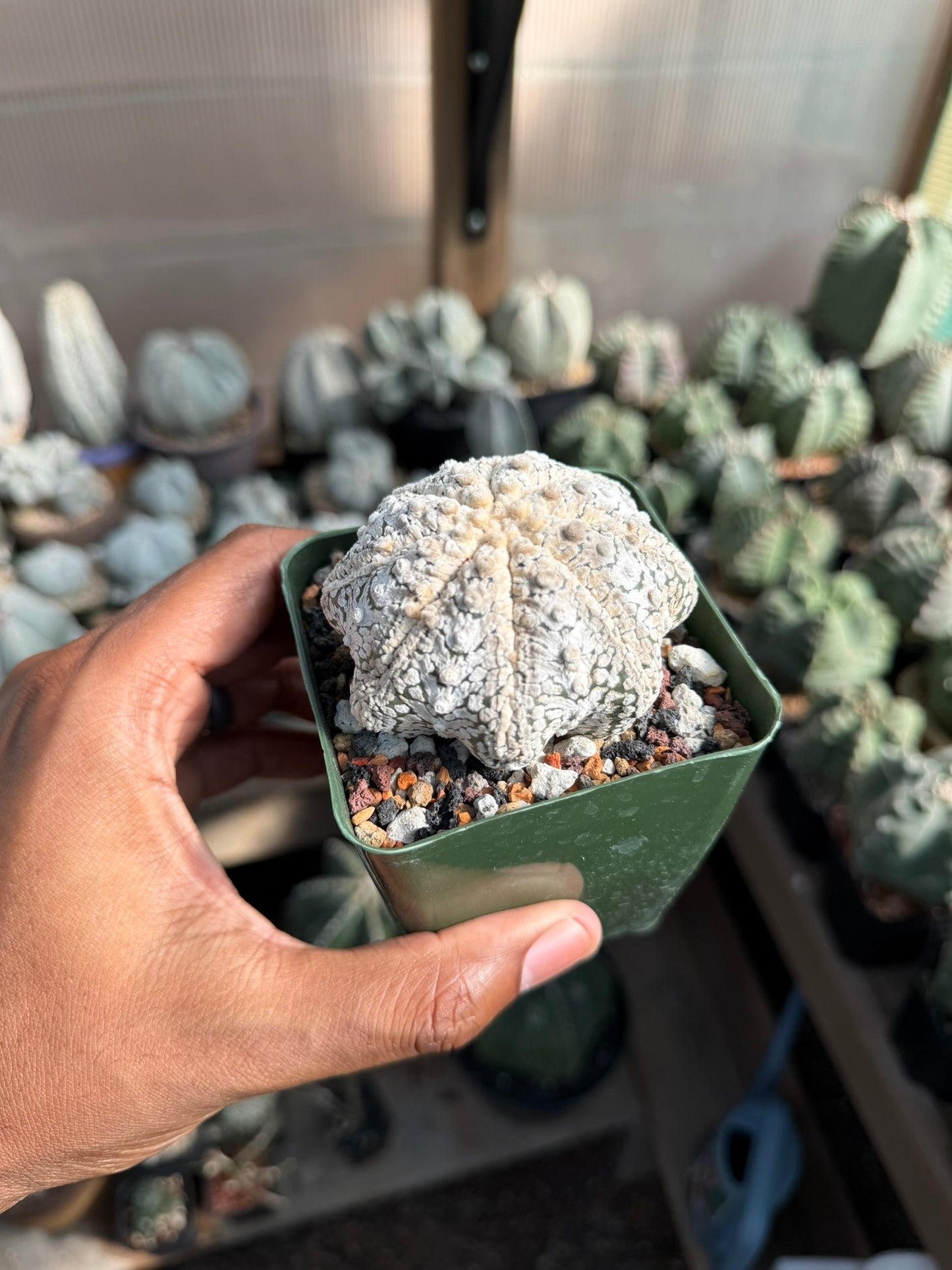 Astrophytum asterias Star Shape Snow