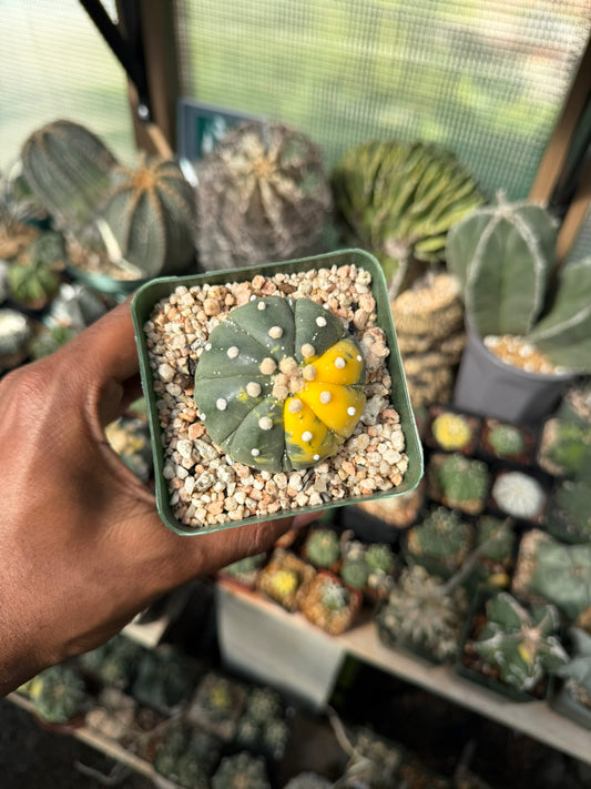 Astrophytum asterias Variegated