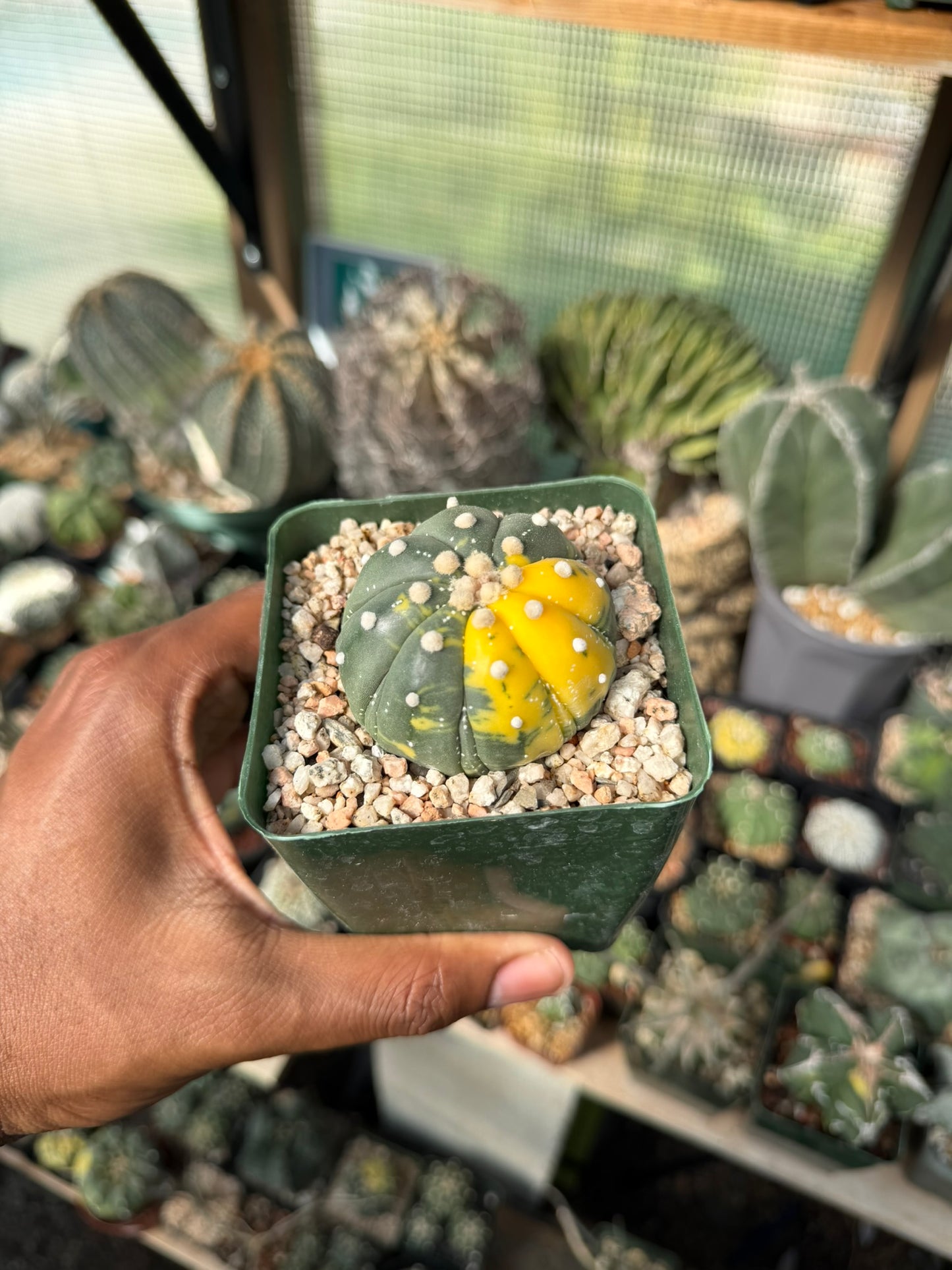 Astrophytum asterias Variegated