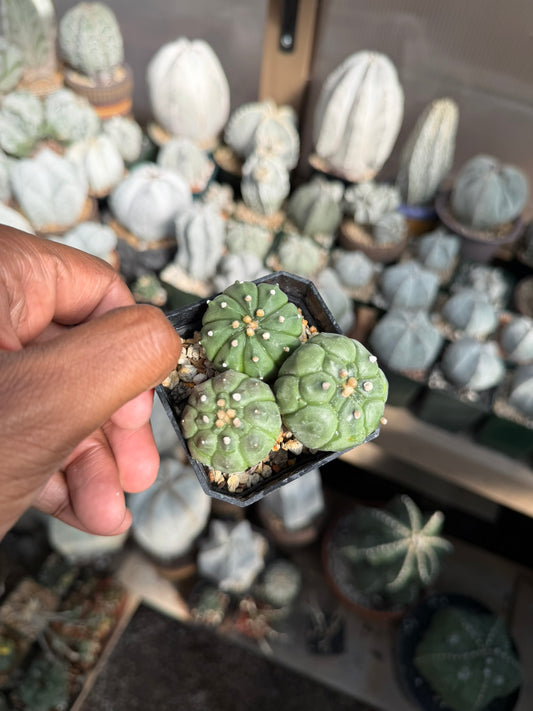 Astrophytum asterias bundle