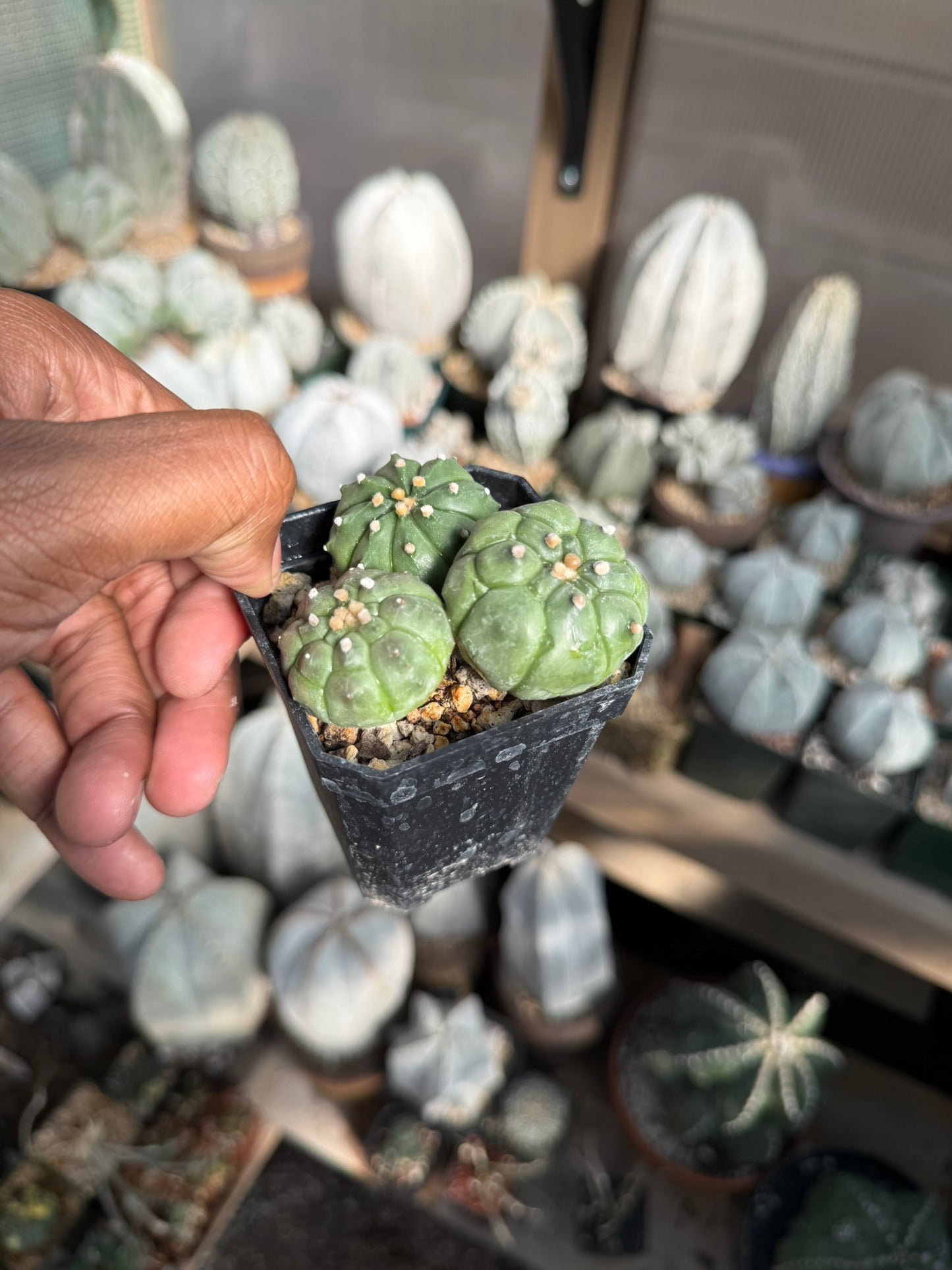 Astrophytum asterias bundle