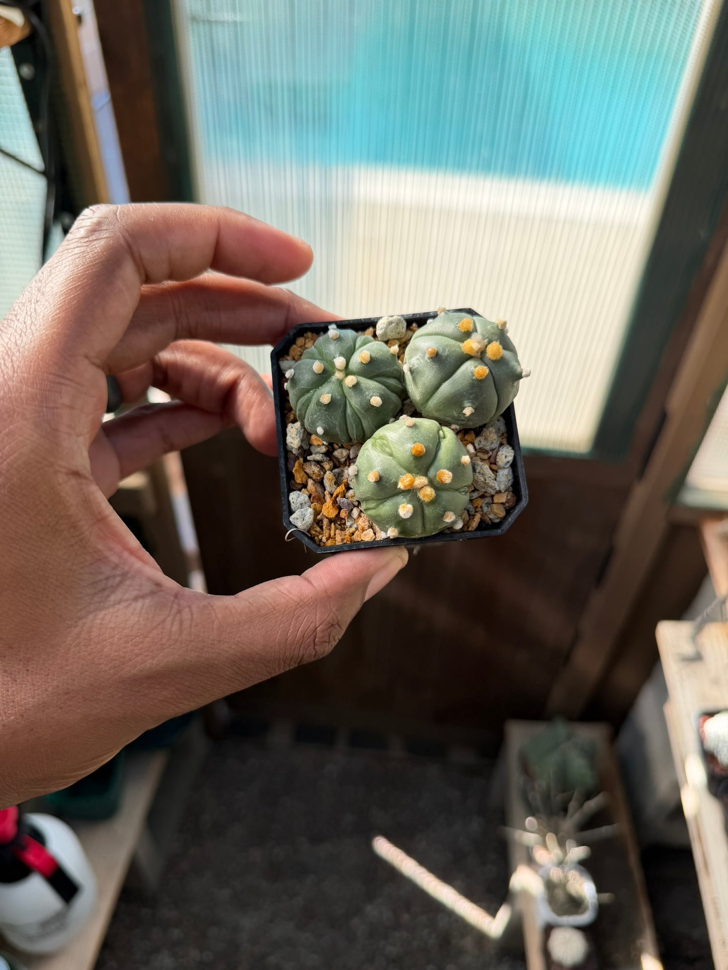 Astrophytum asterias Bundle