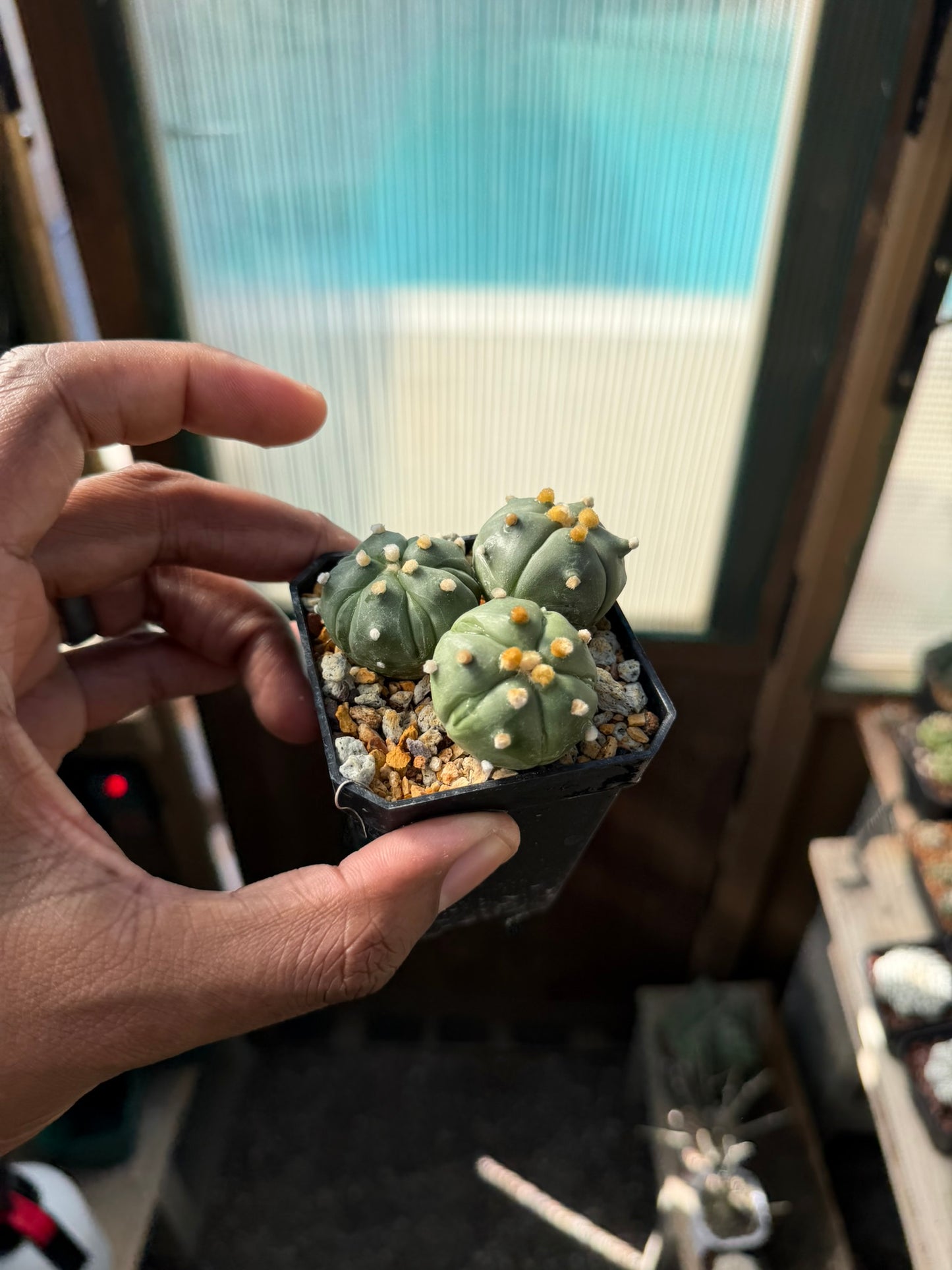 Astrophytum asterias Bundle