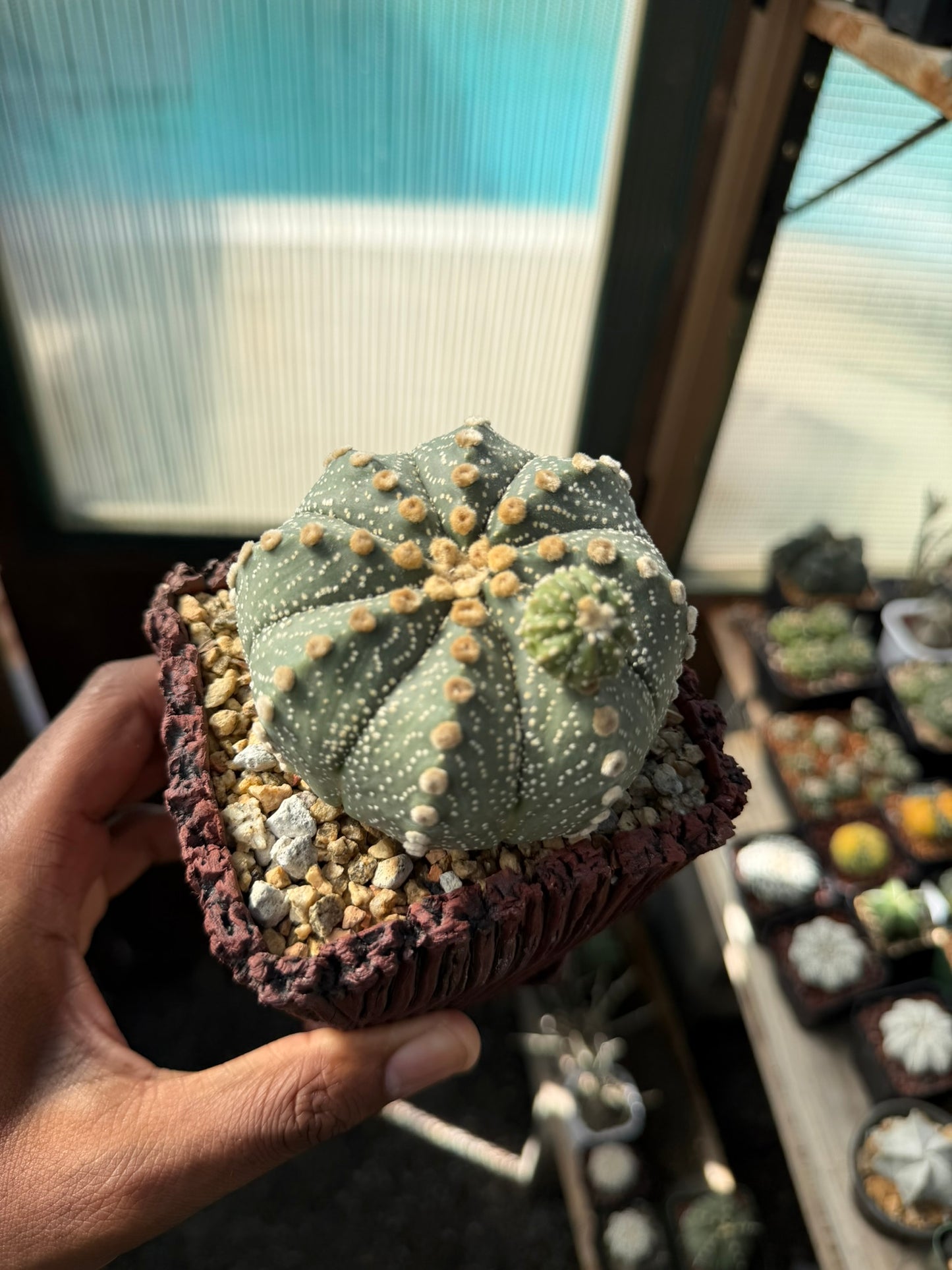 Astrophytum asterias prolifera