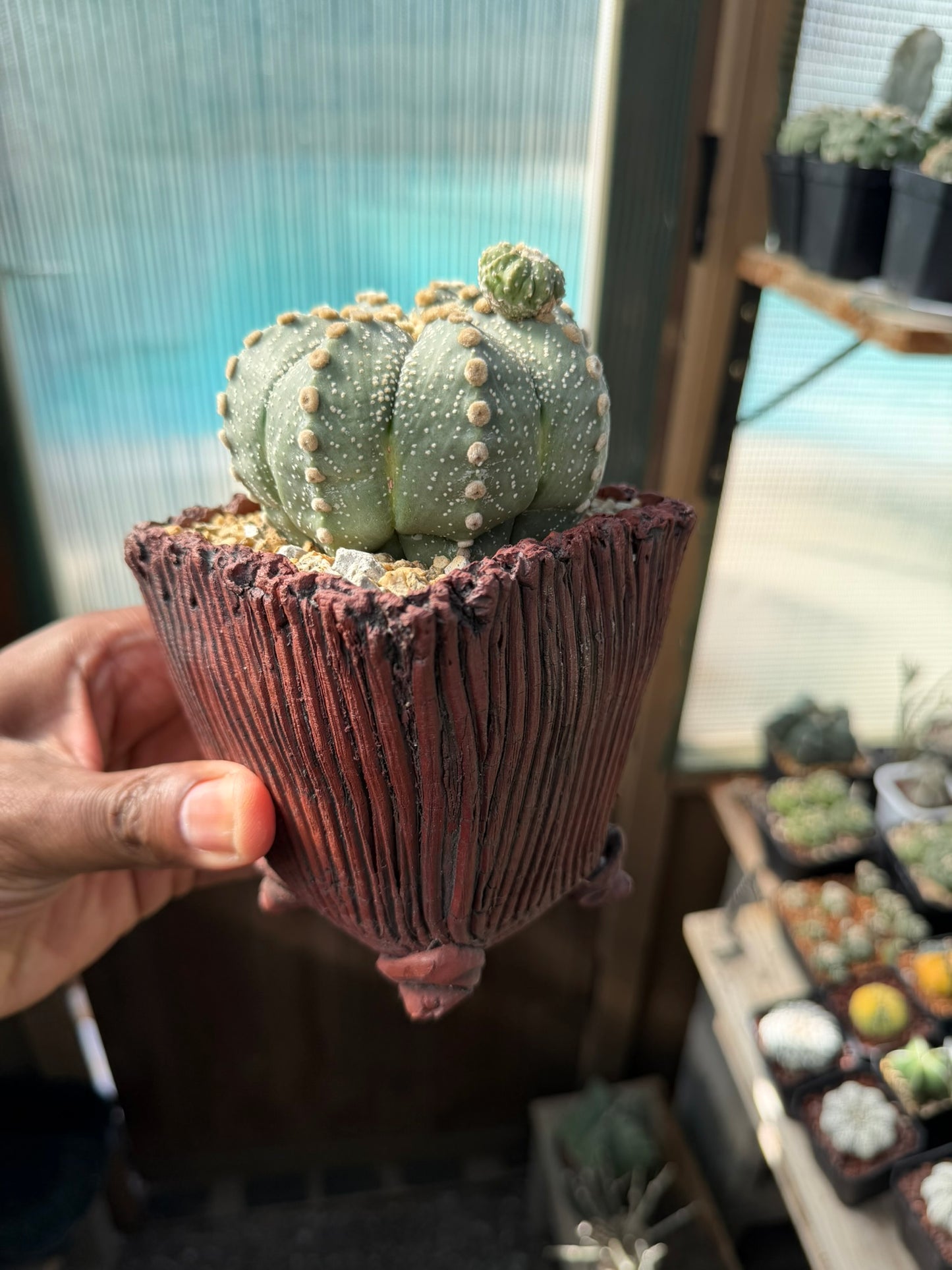 Astrophytum asterias prolifera