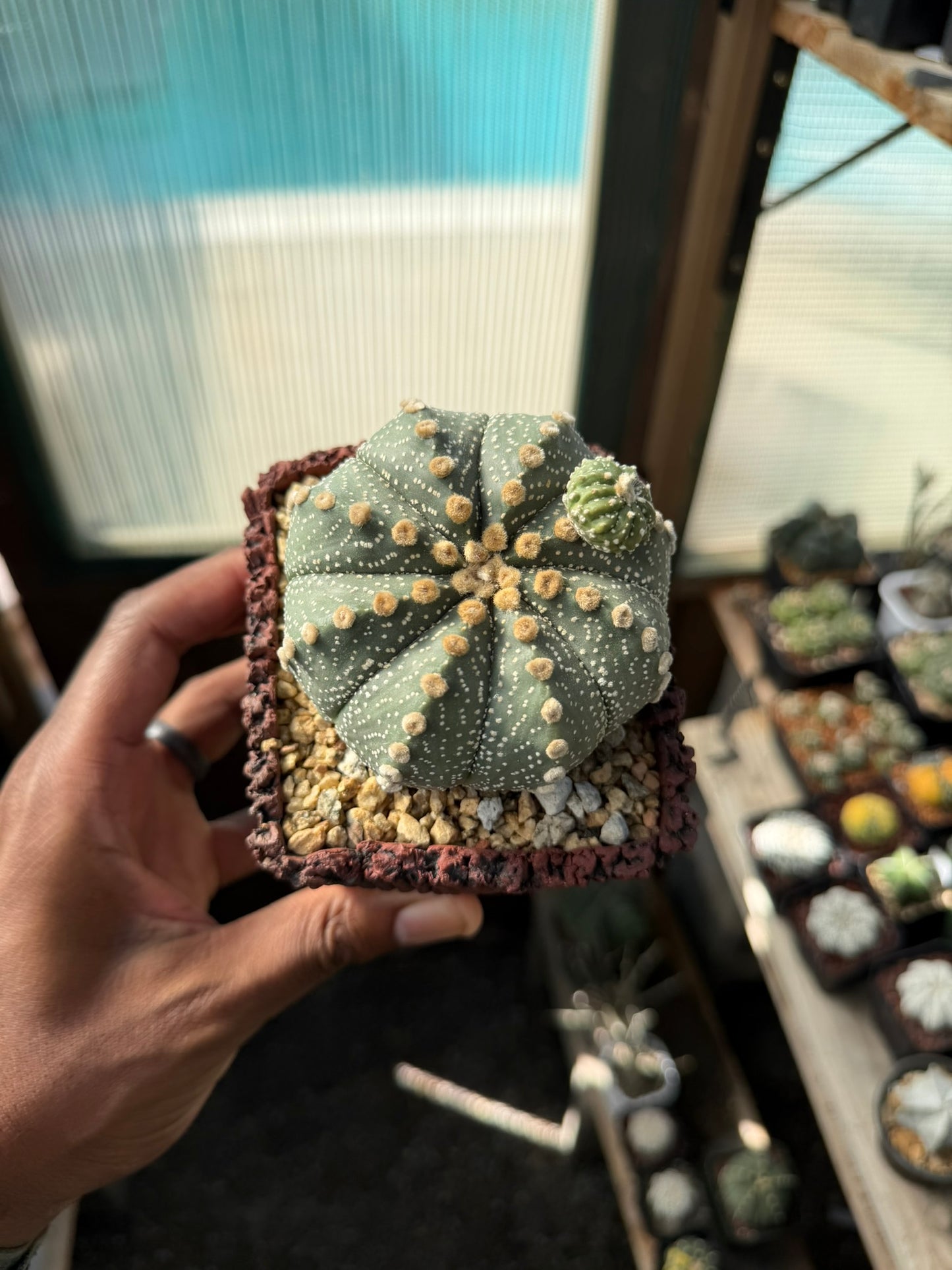 Astrophytum asterias prolifera