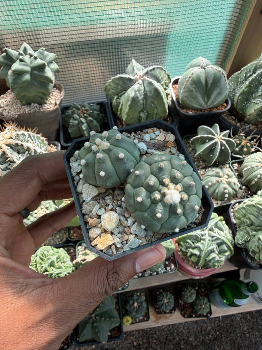 Astrophytum asterias Bundle