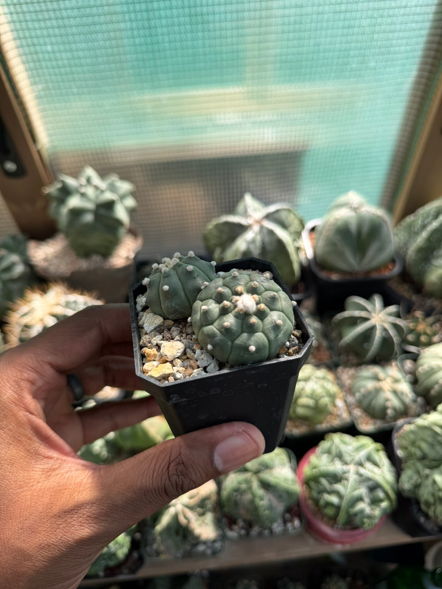 Astrophytum asterias Bundle