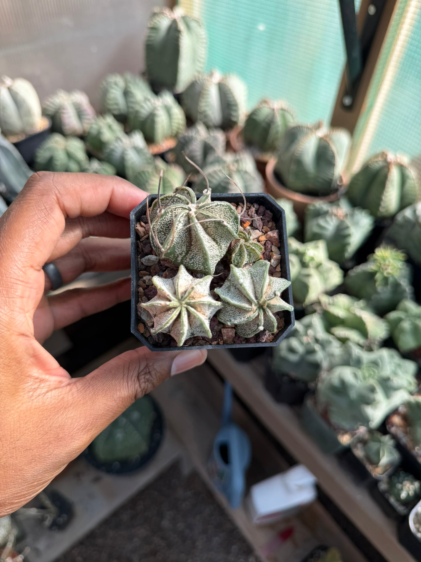 Astrophytum capricorne bundle