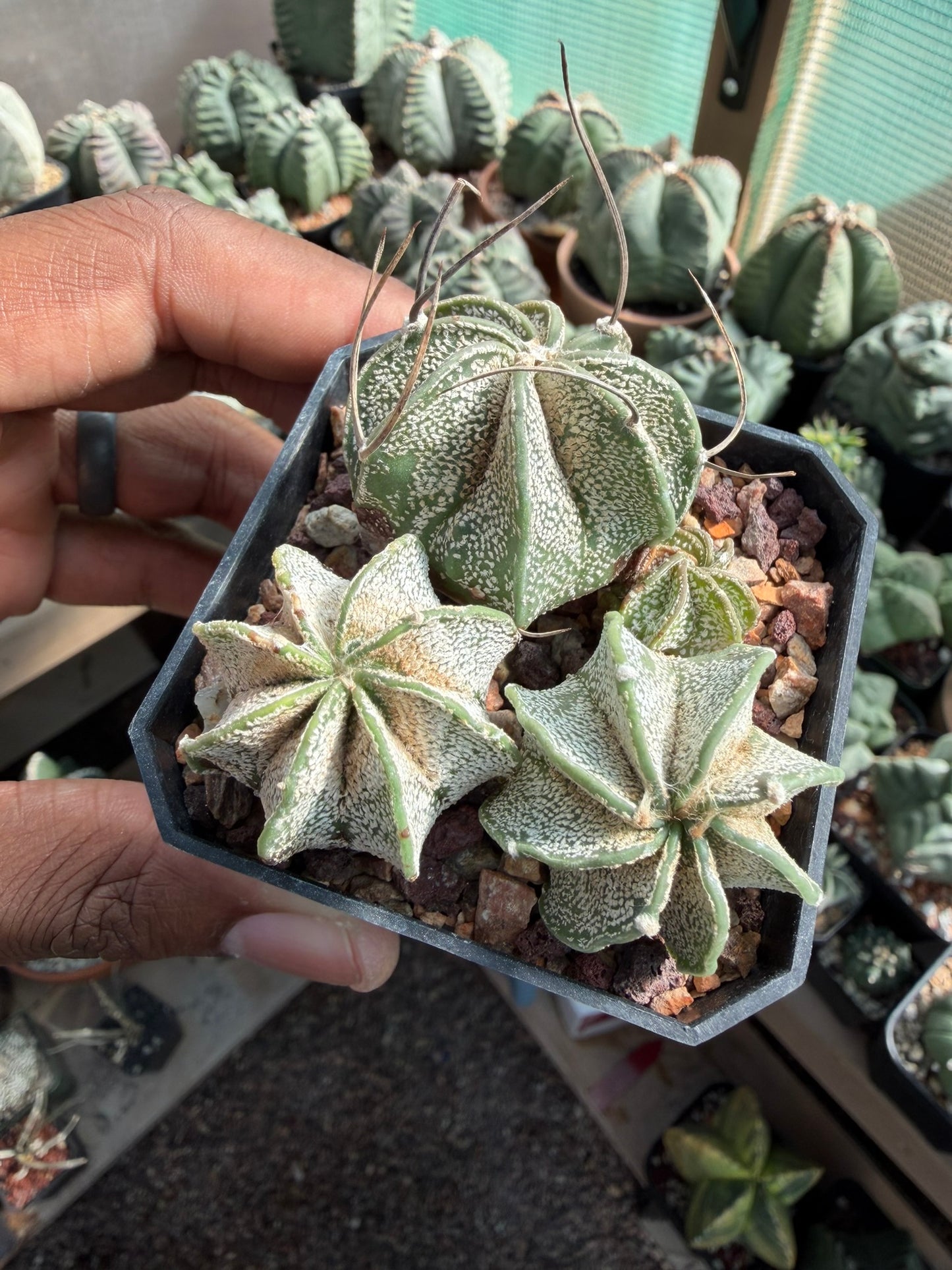 Astrophytum capricorne bundle