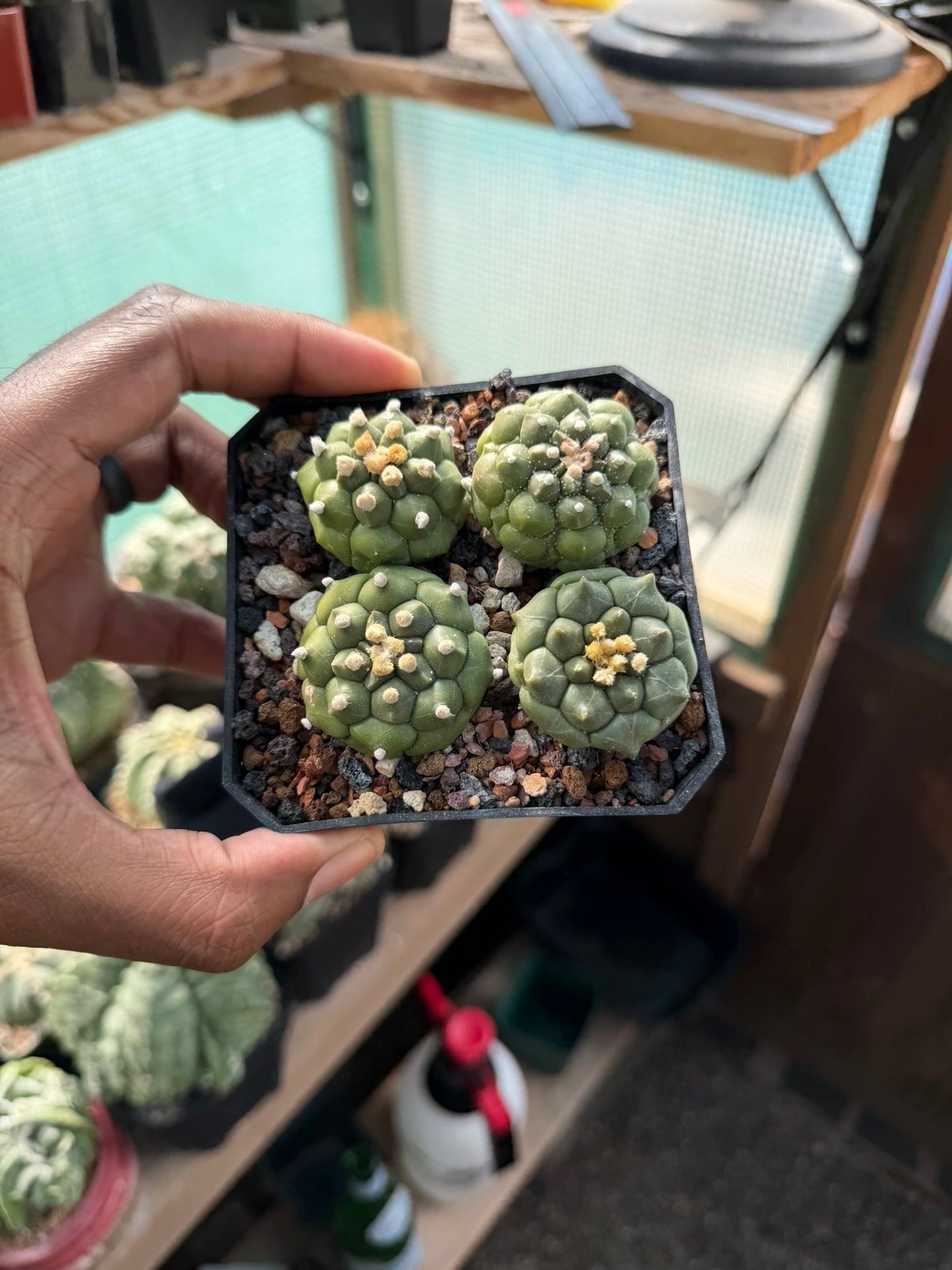Astrophytum asterias Kikko Bundle