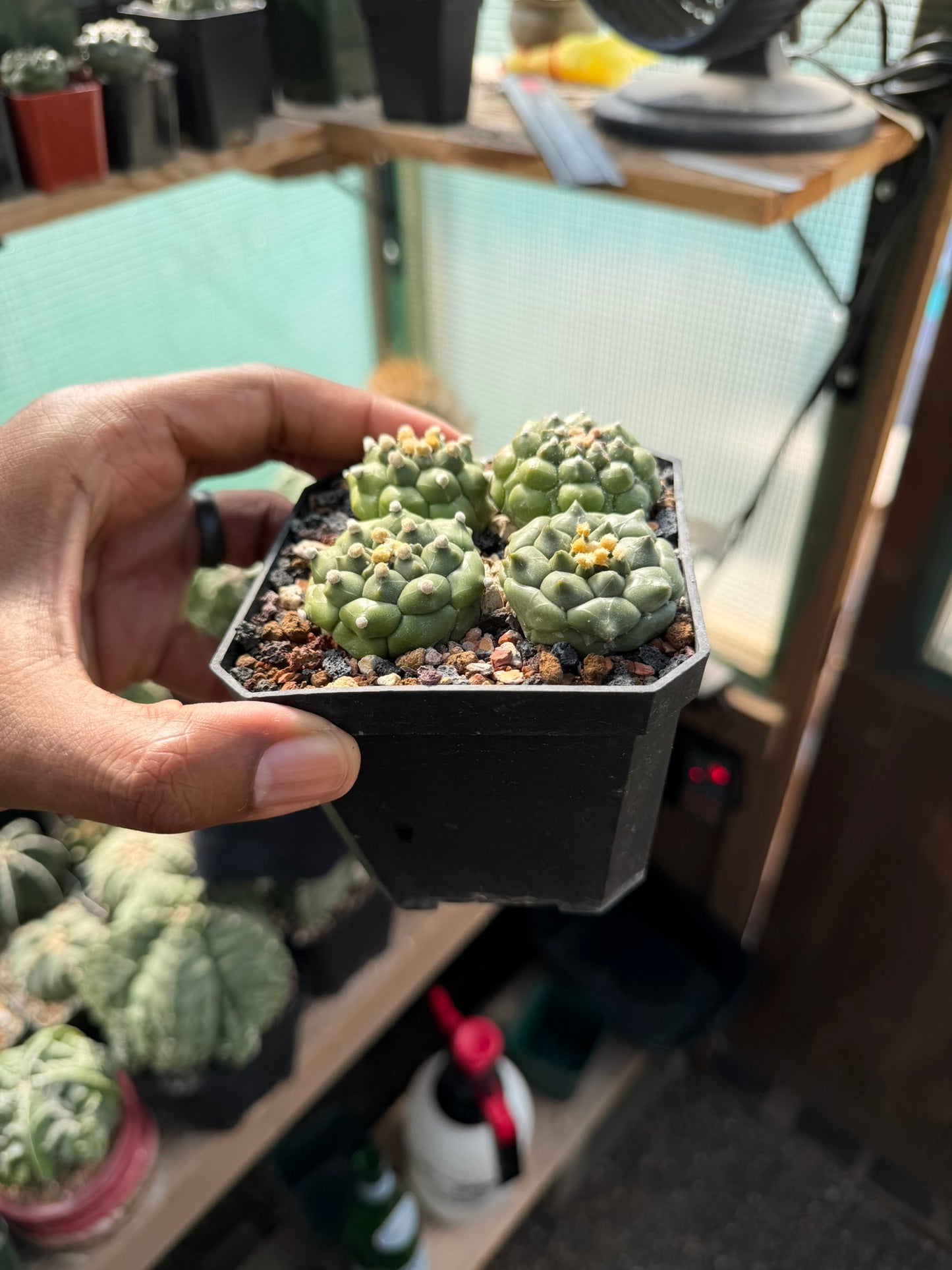 Astrophytum asterias Kikko Bundle