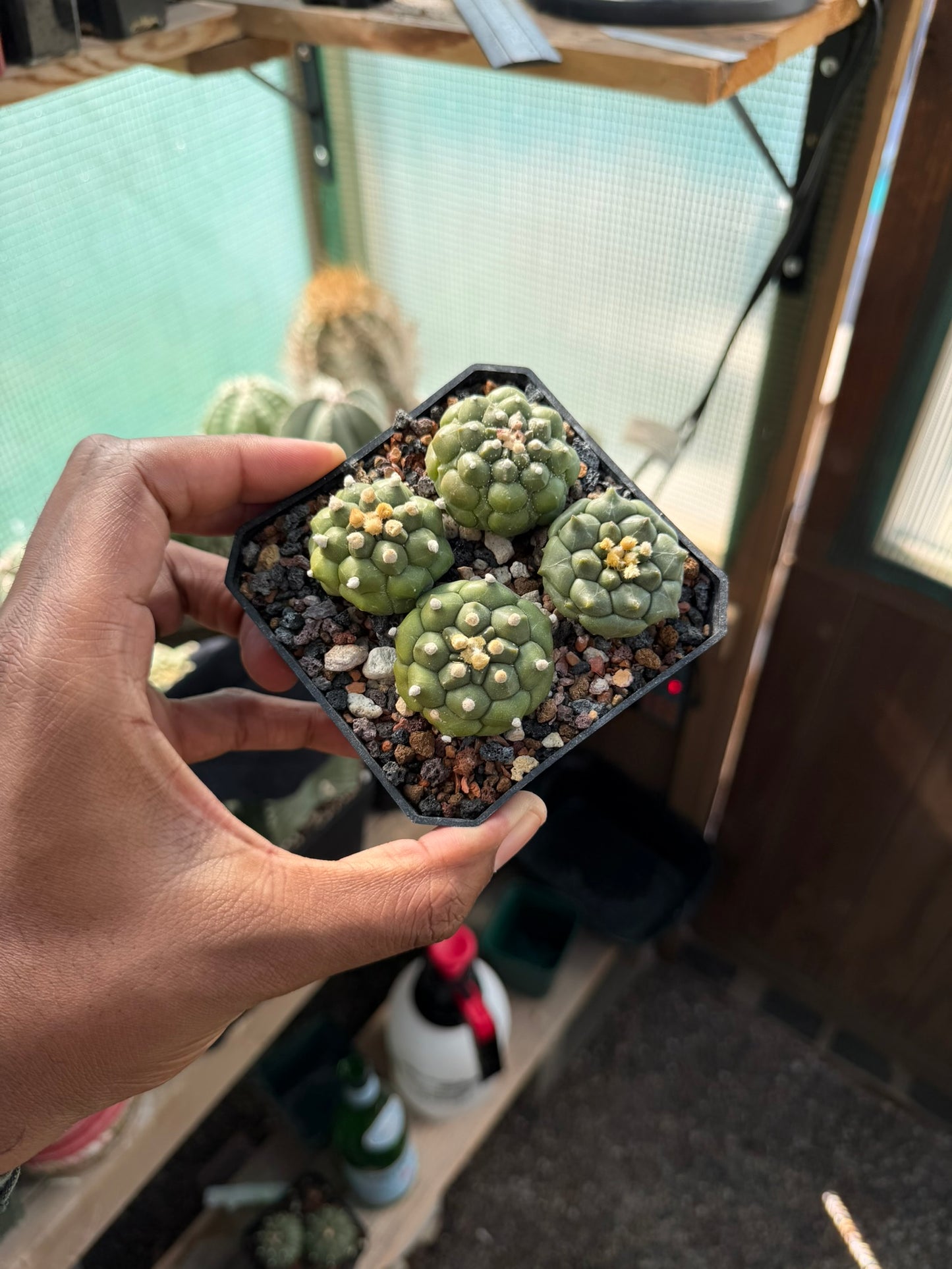 Astrophytum asterias Kikko Bundle