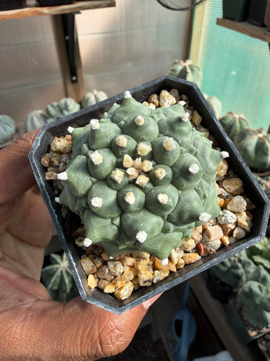 Astrophytum asterias Kikko Durian