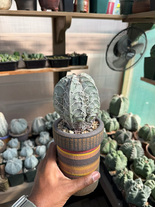 Astrophytum myriostigma Fukuryu Hakujo