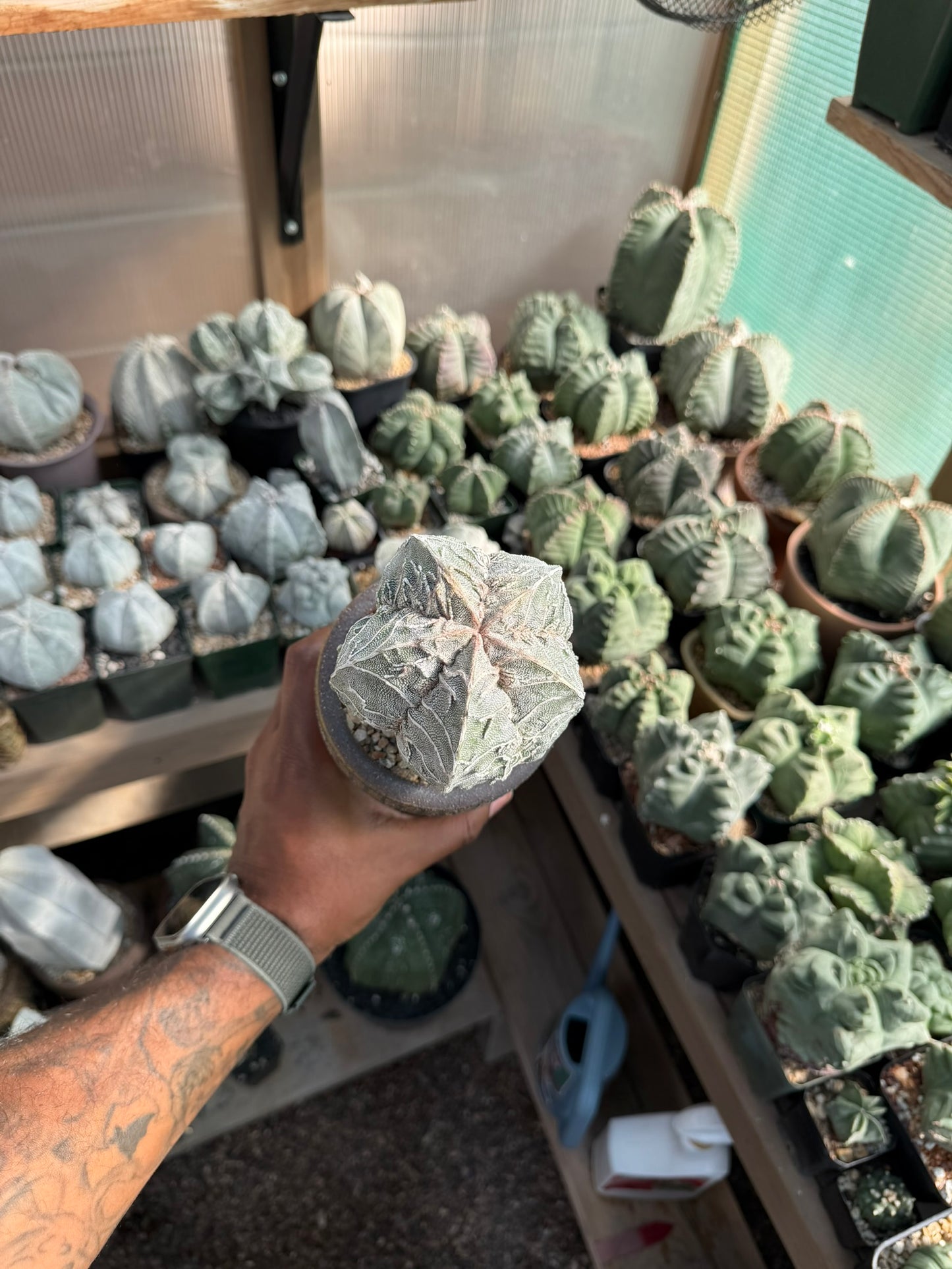 Astrophytum myriostigma Fukuryu Hakujo