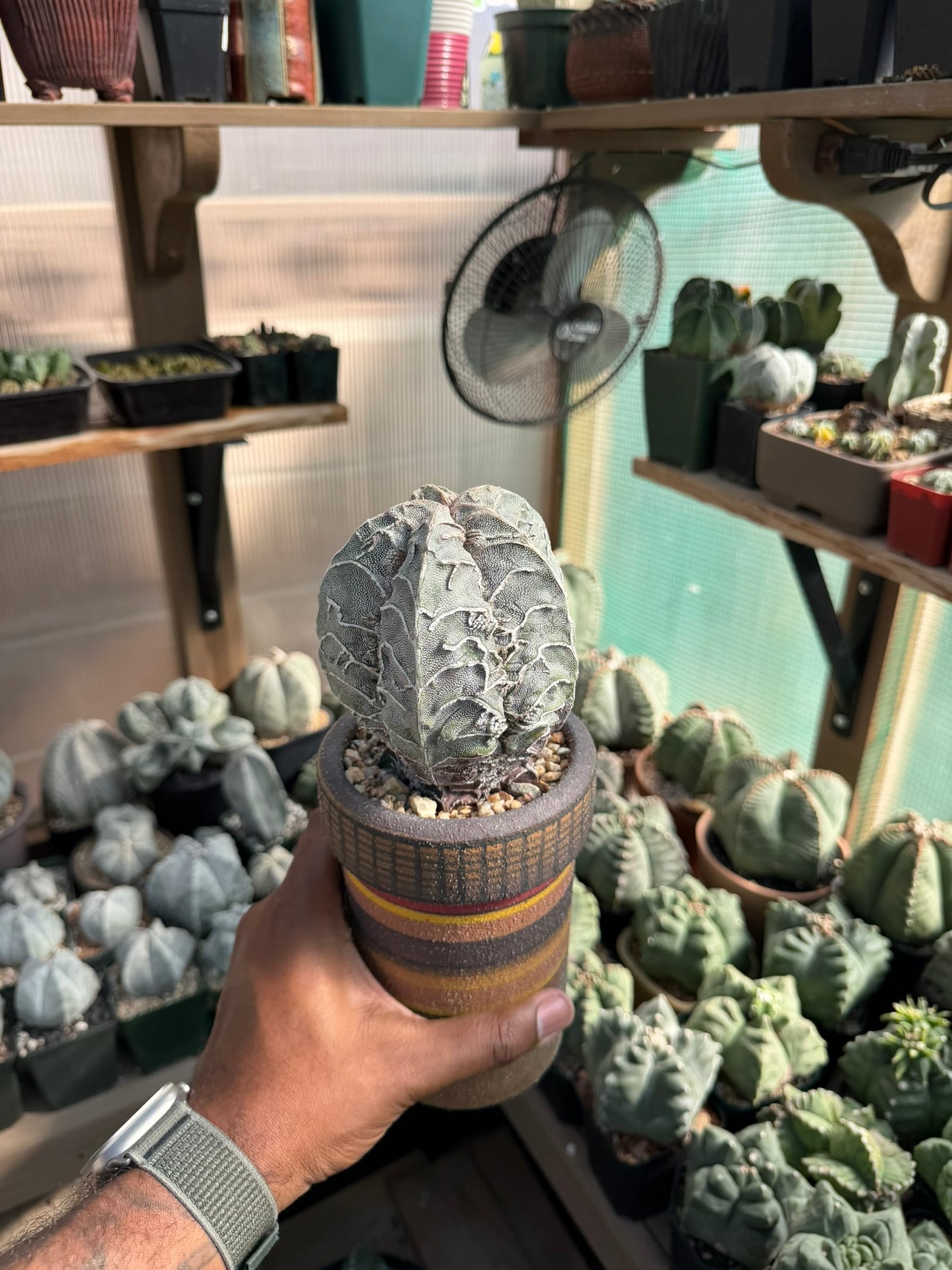 Astrophytum myriostigma Fukuryu Hakujo