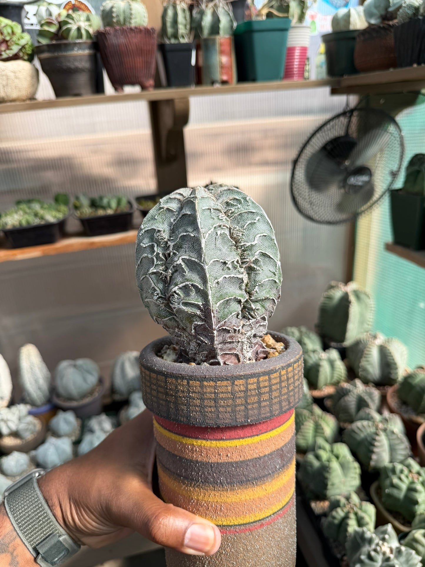 Astrophytum myriostigma Fukuryu Hakujo