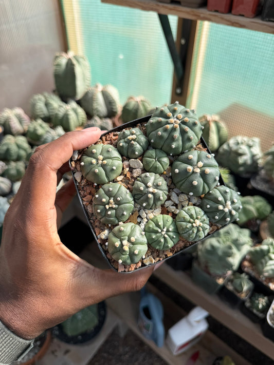 Astrophytum asterias Super Bundle!