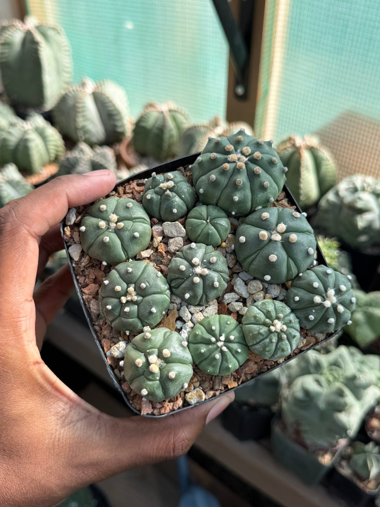 Astrophytum asterias Super Bundle!