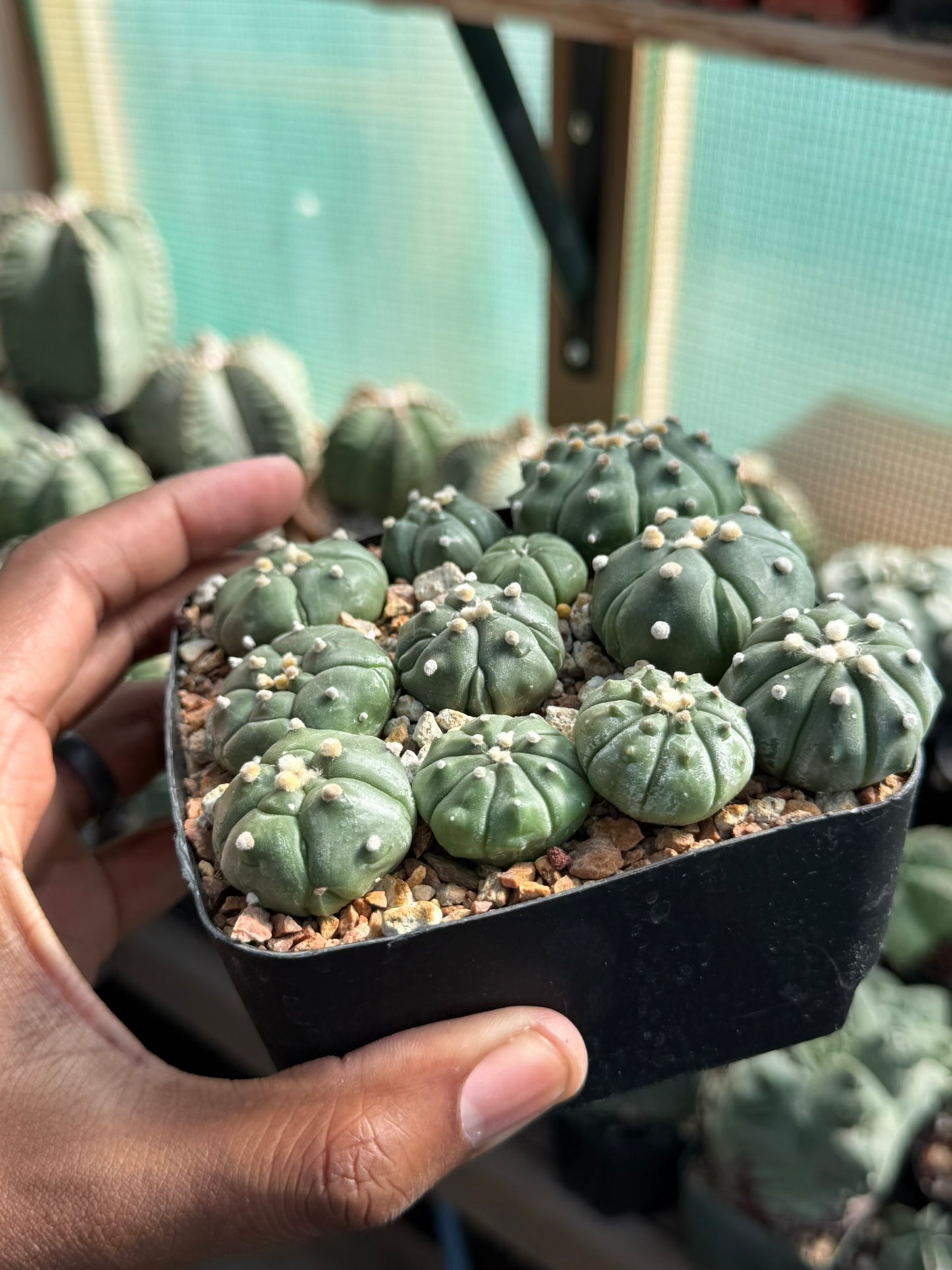 Astrophytum asterias Super Bundle!