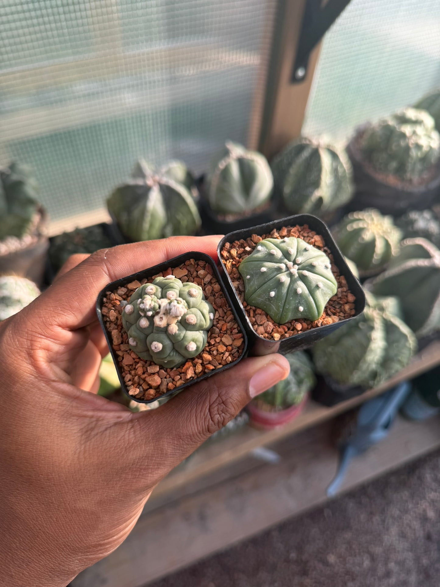 Astrophytum asterias 2pk