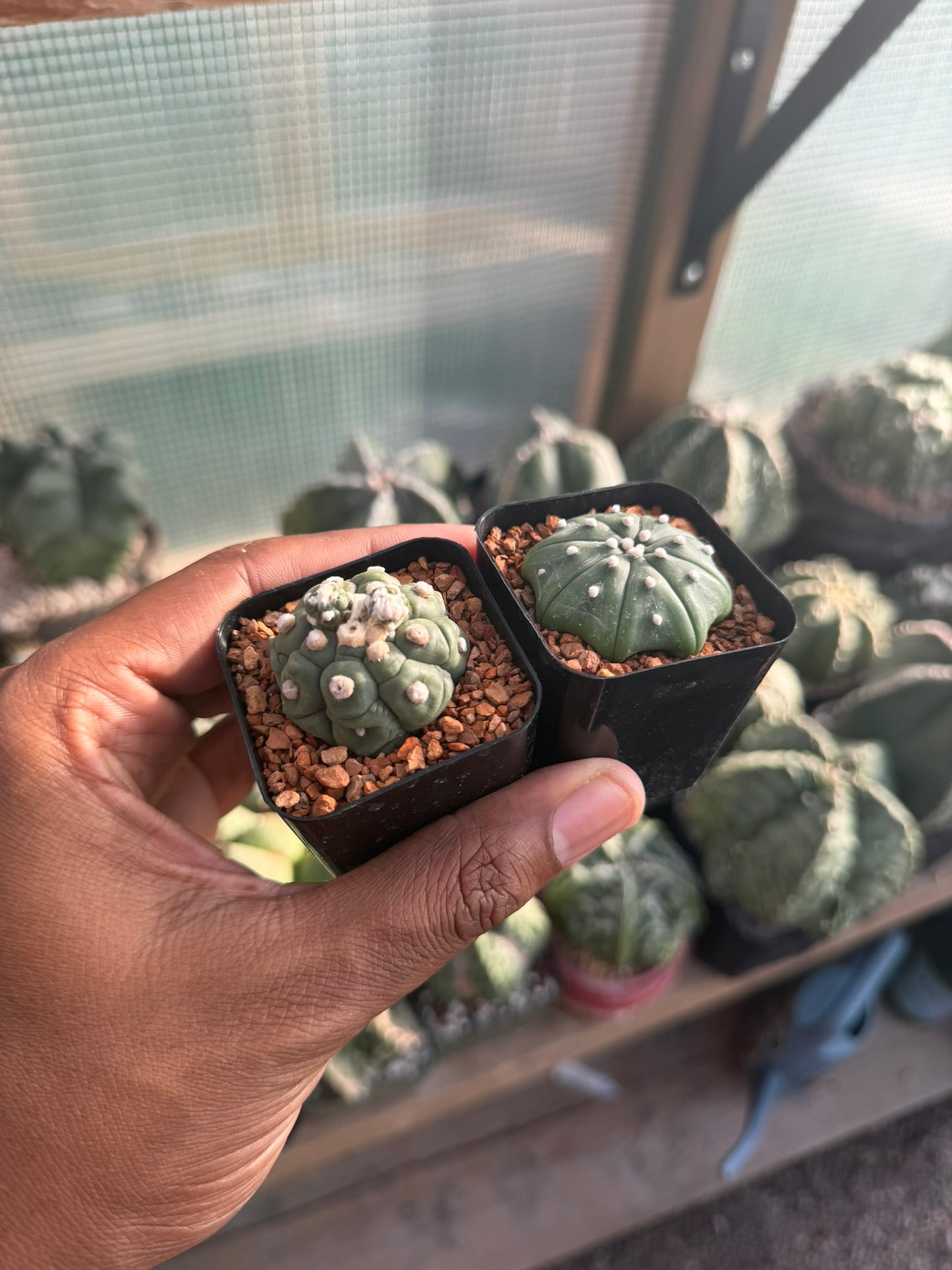 Astrophytum asterias 2pk