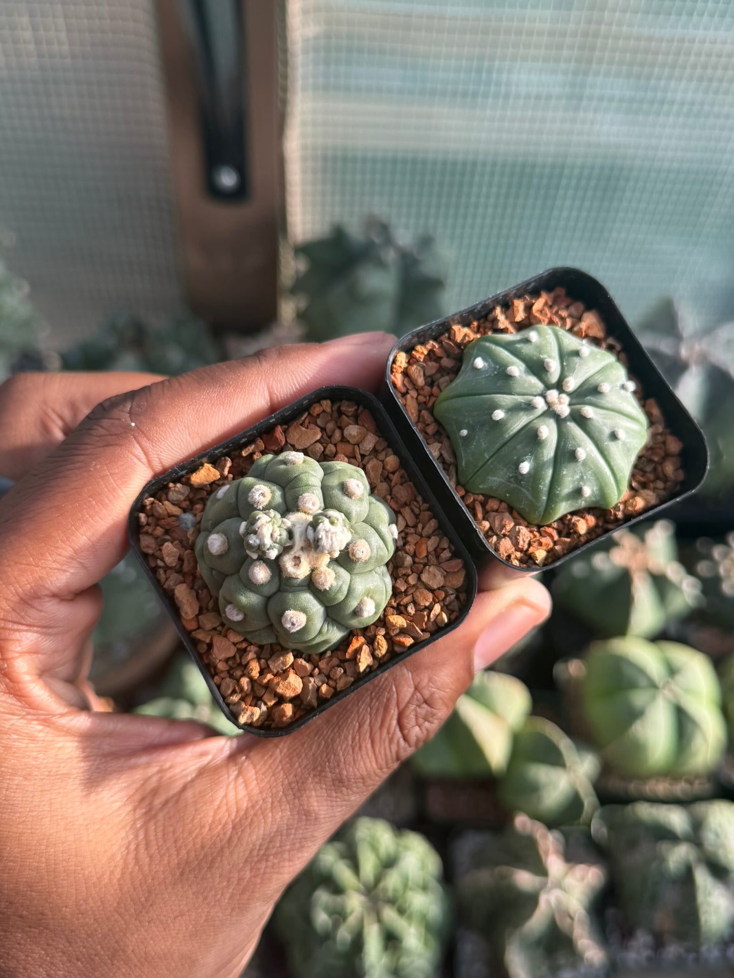 Astrophytum asterias 2pk