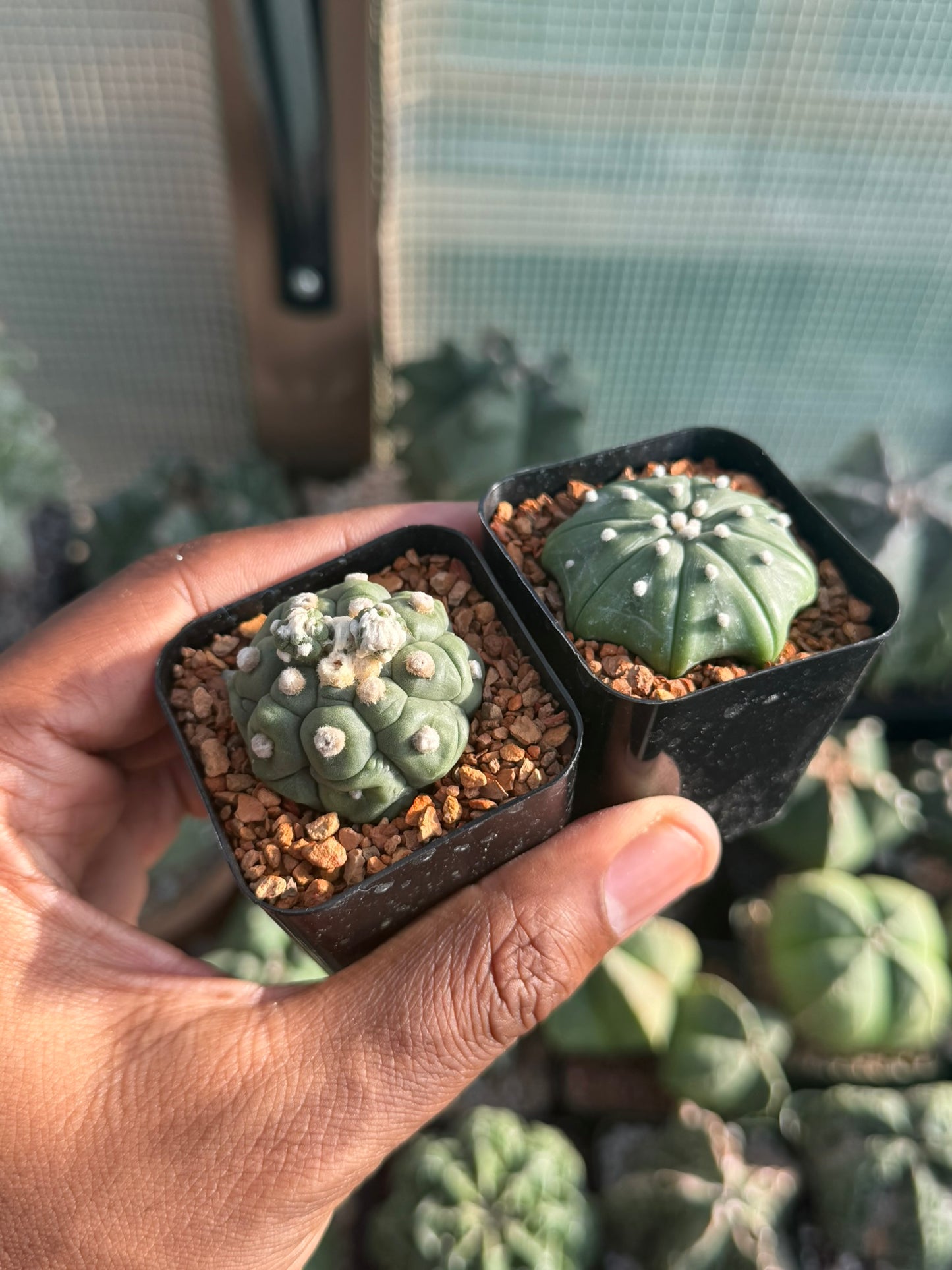 Astrophytum asterias 2pk