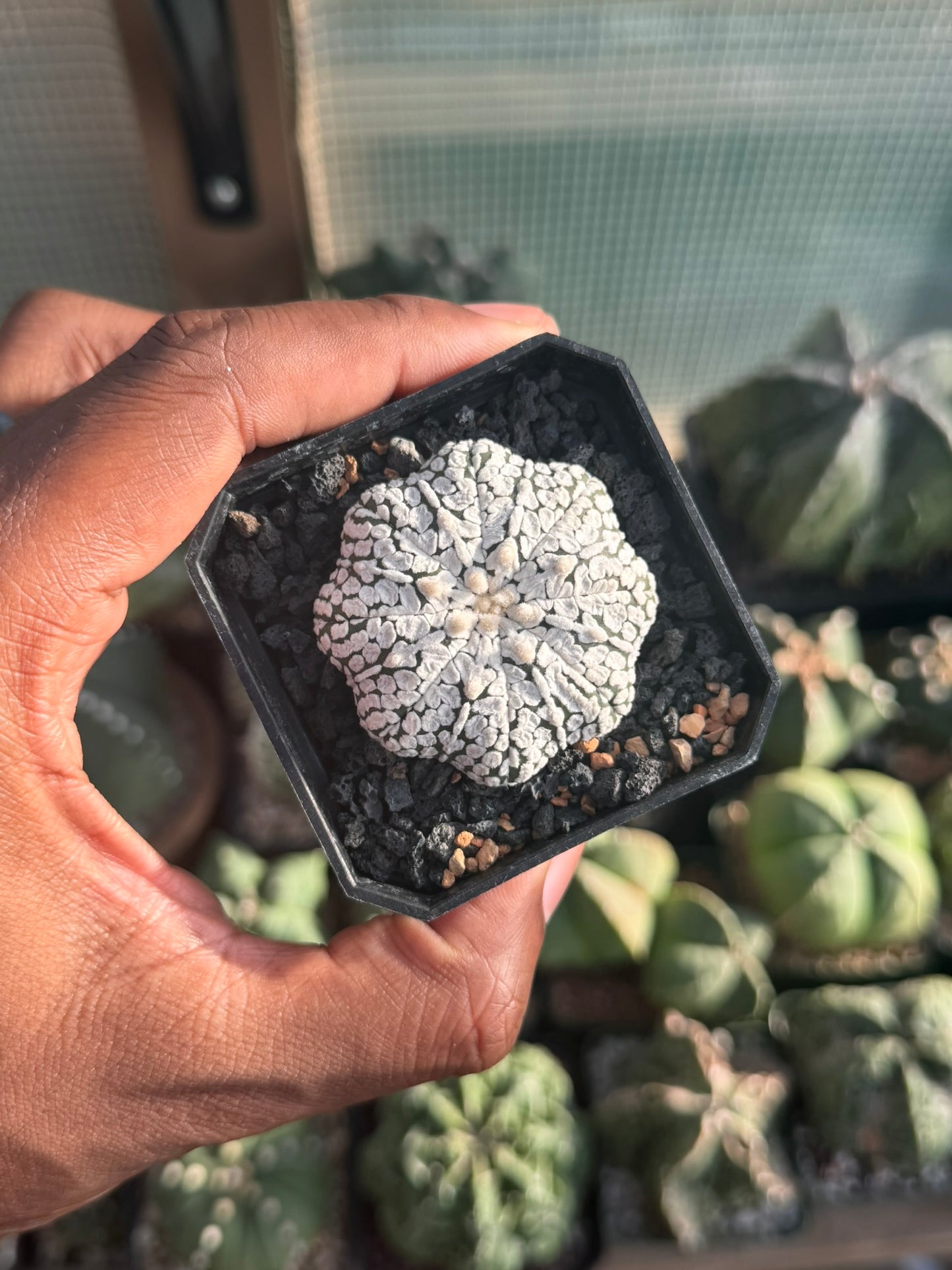 Astrophytum asterias Superkabuto Star Shape