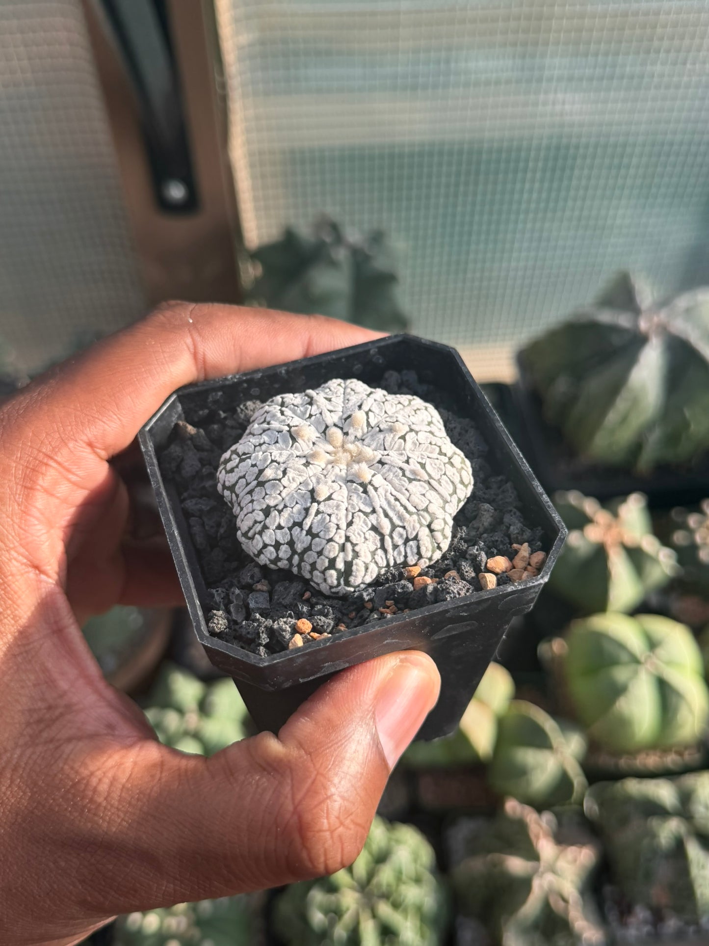 Astrophytum asterias Superkabuto Star Shape