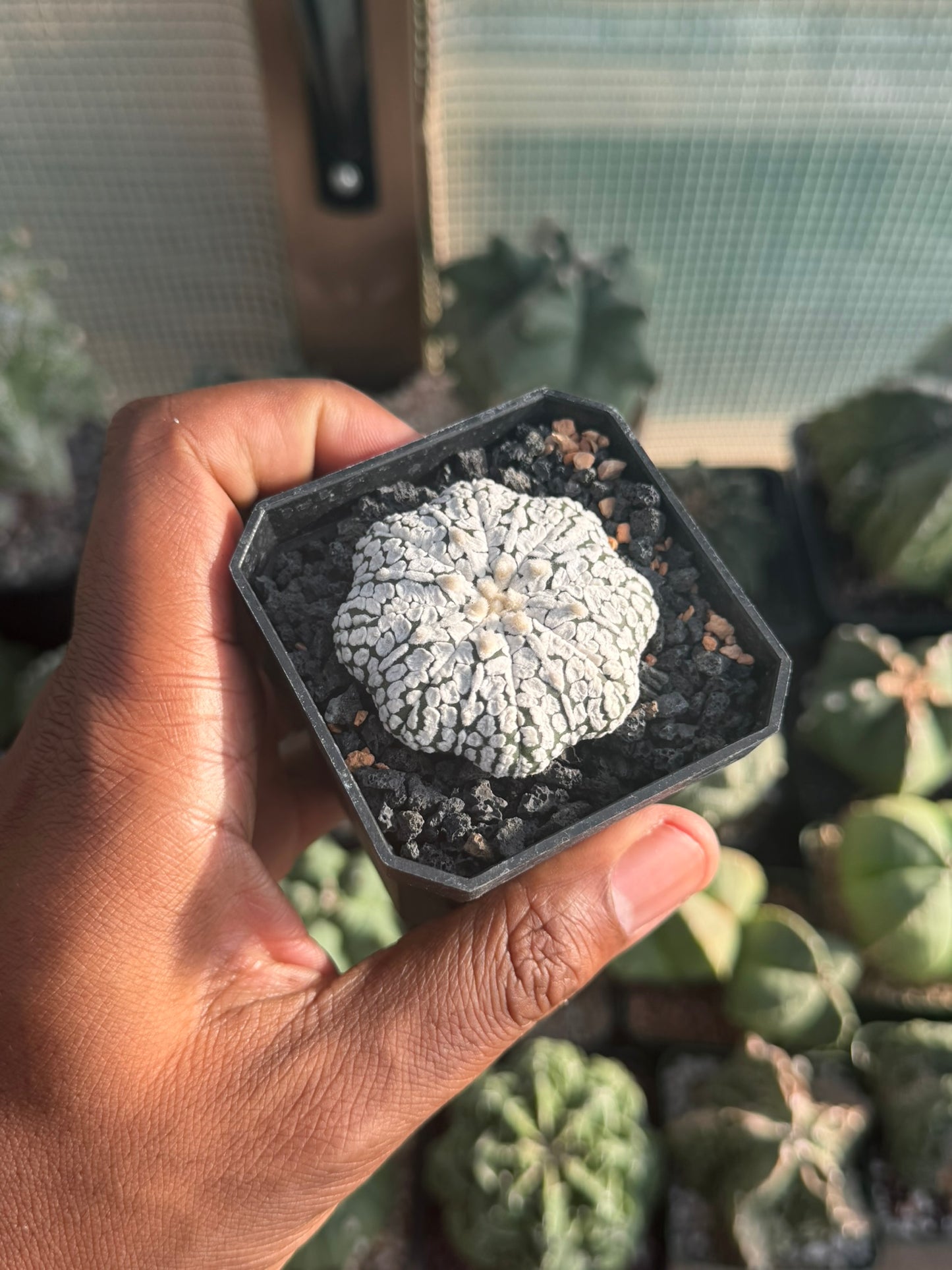 Astrophytum asterias Superkabuto Star Shape