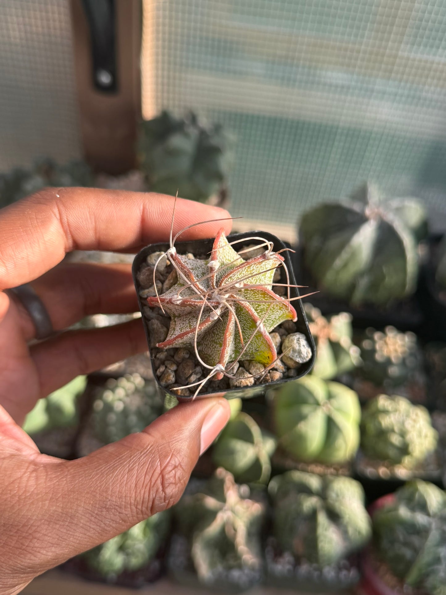 Astrophytum capricorne