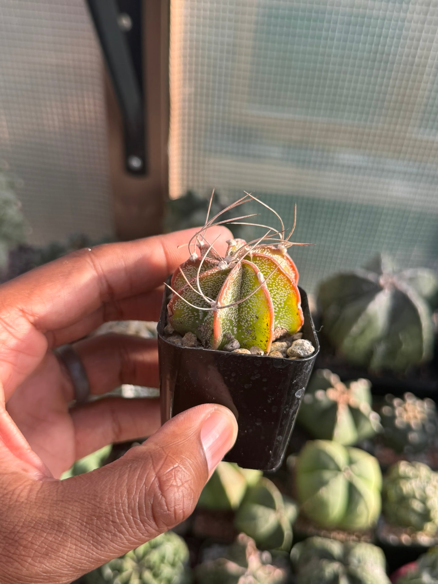 Astrophytum capricorne