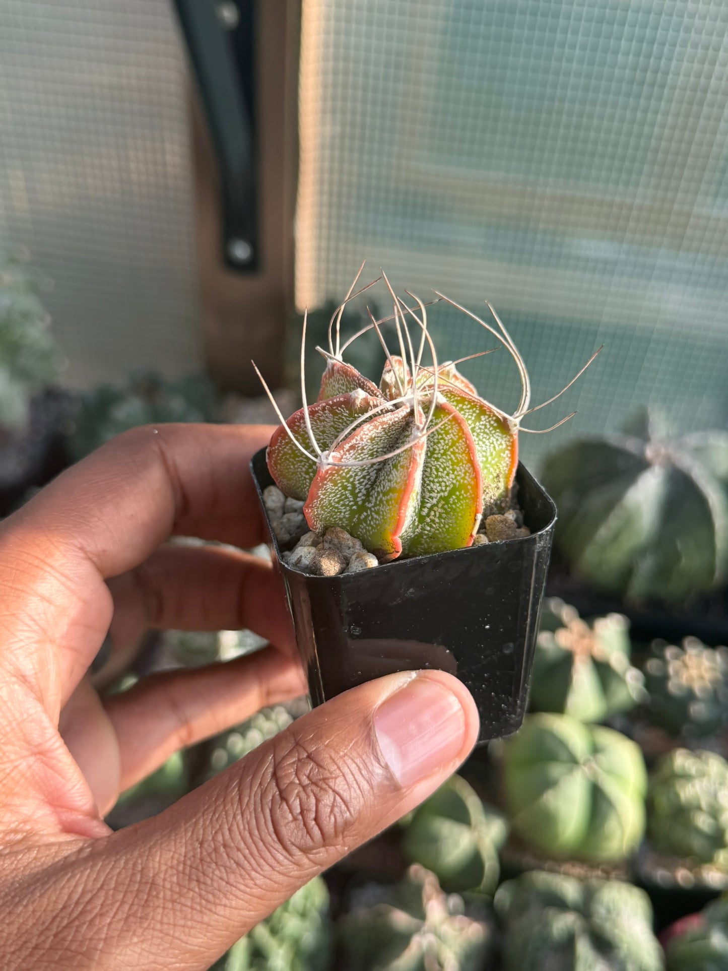 Astrophytum capricorne