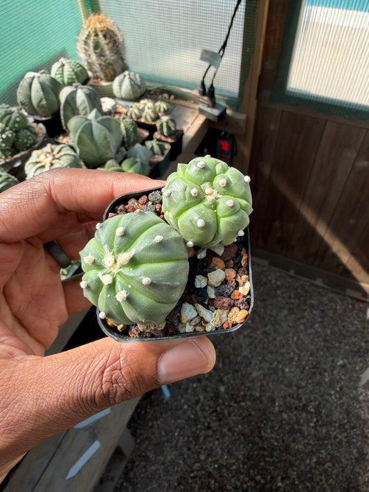Astrophytum asterias bundle