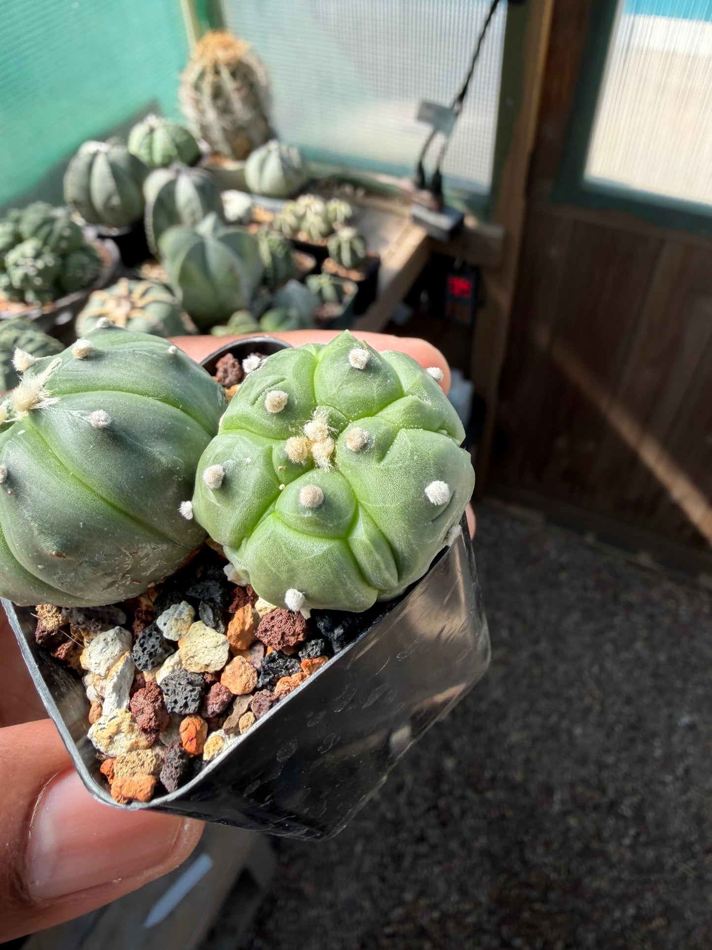 Astrophytum asterias bundle
