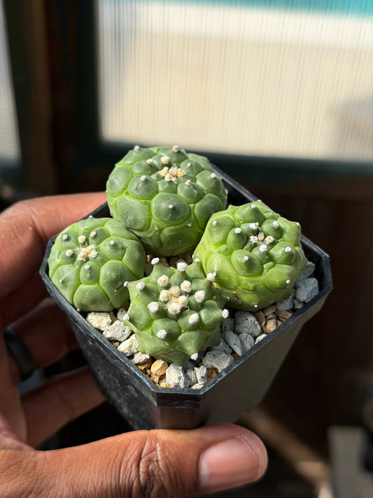 Astrophytum asterias Kikko bundle