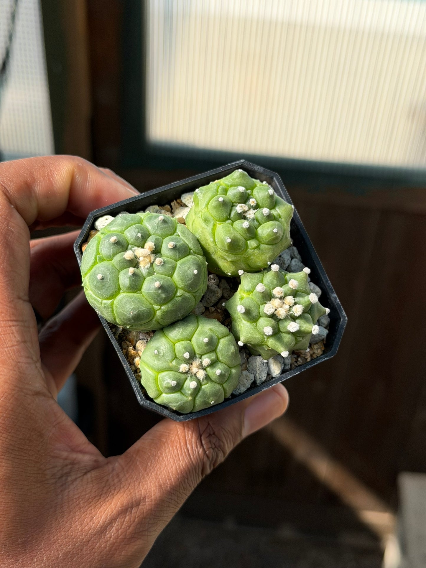 Astrophytum asterias Kikko bundle