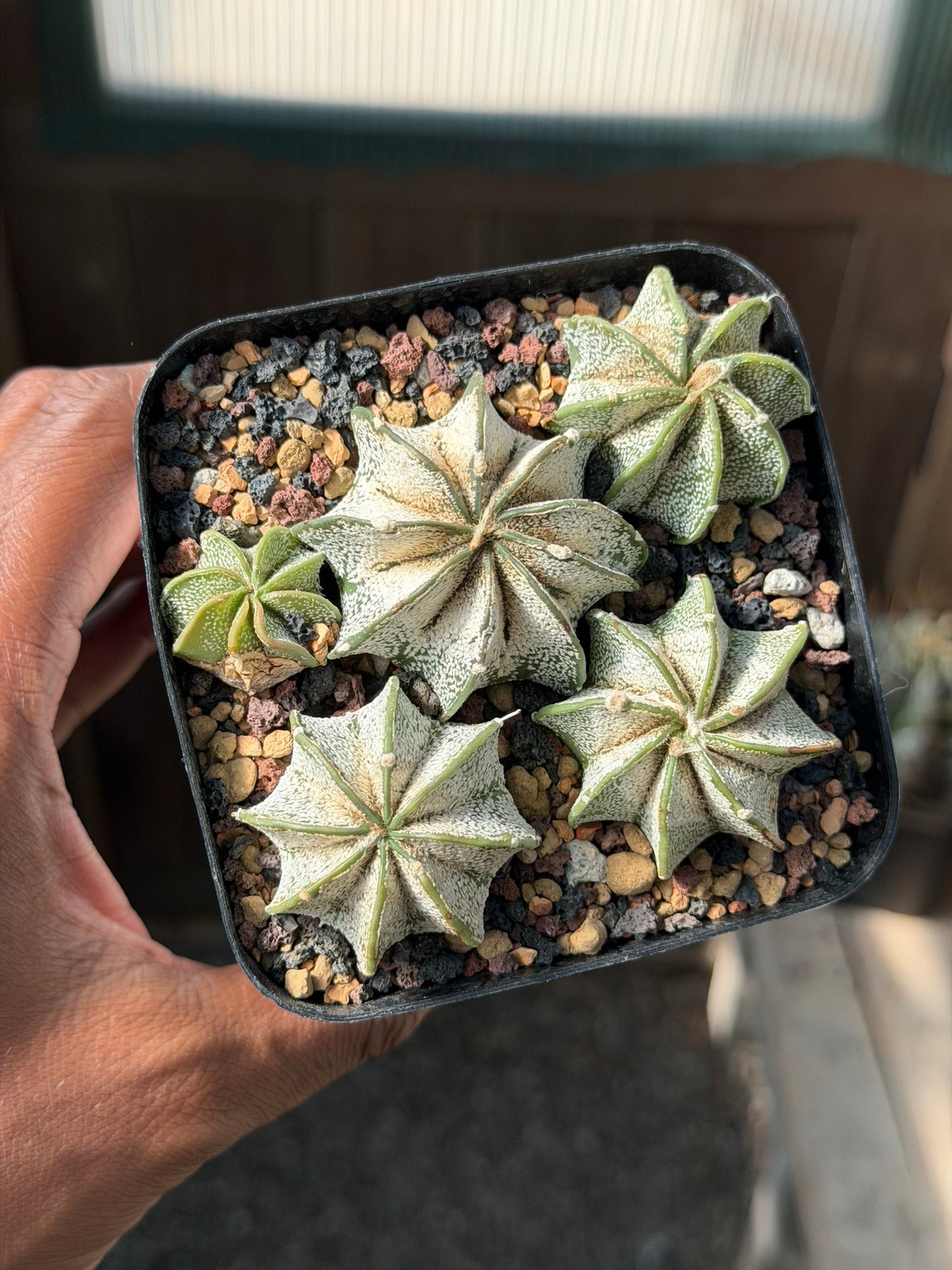 Astrophytum capricorne bundle