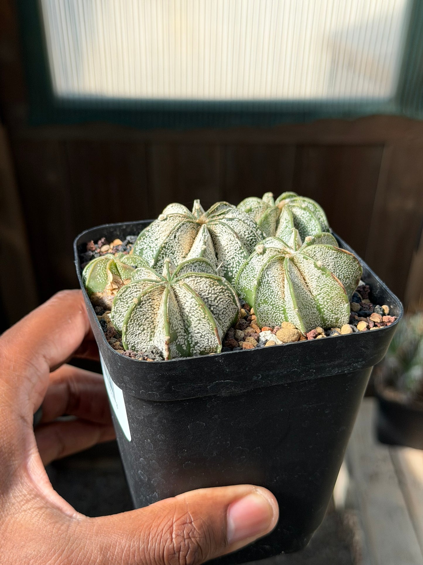 Astrophytum capricorne bundle