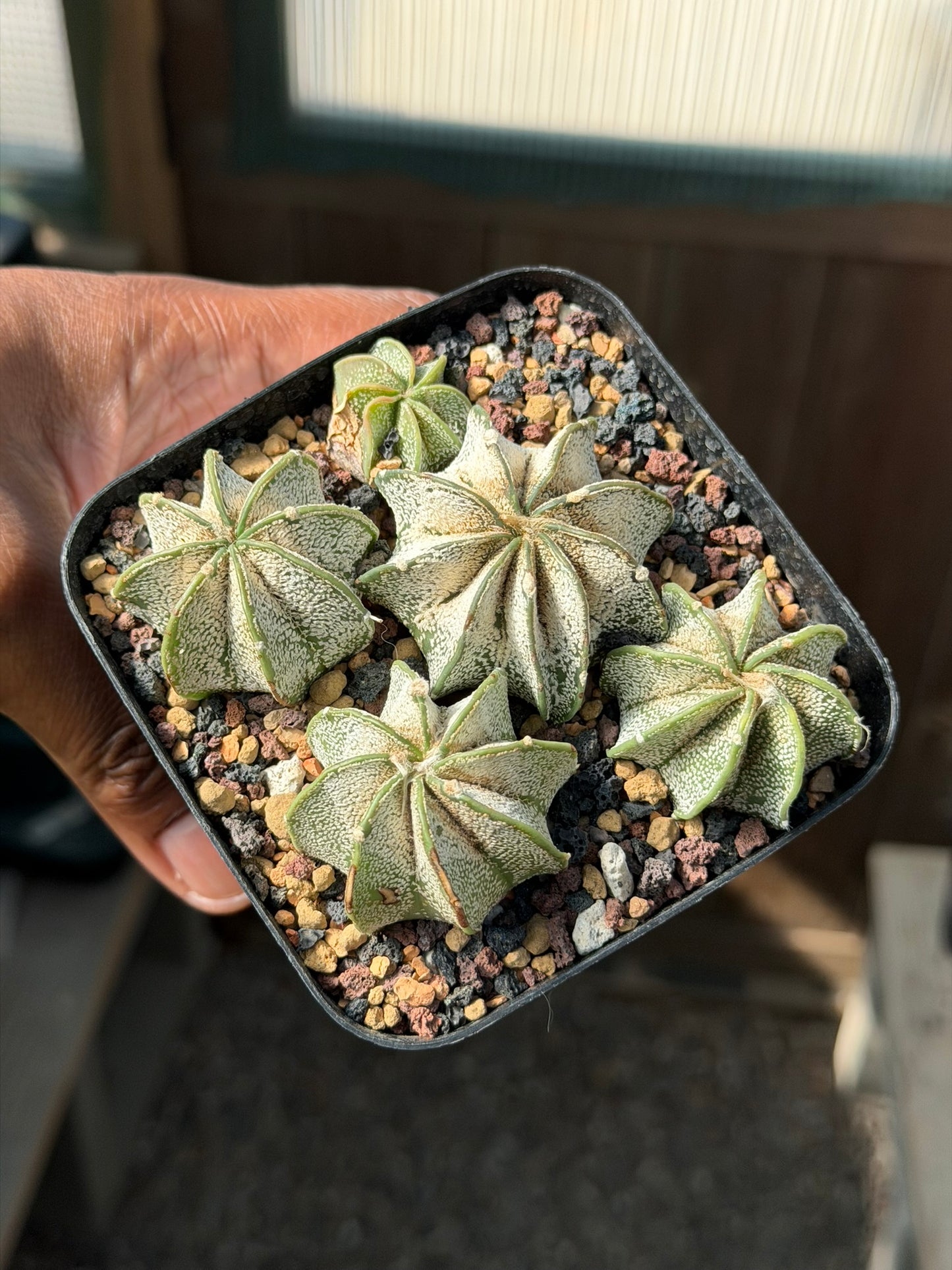 Astrophytum capricorne bundle