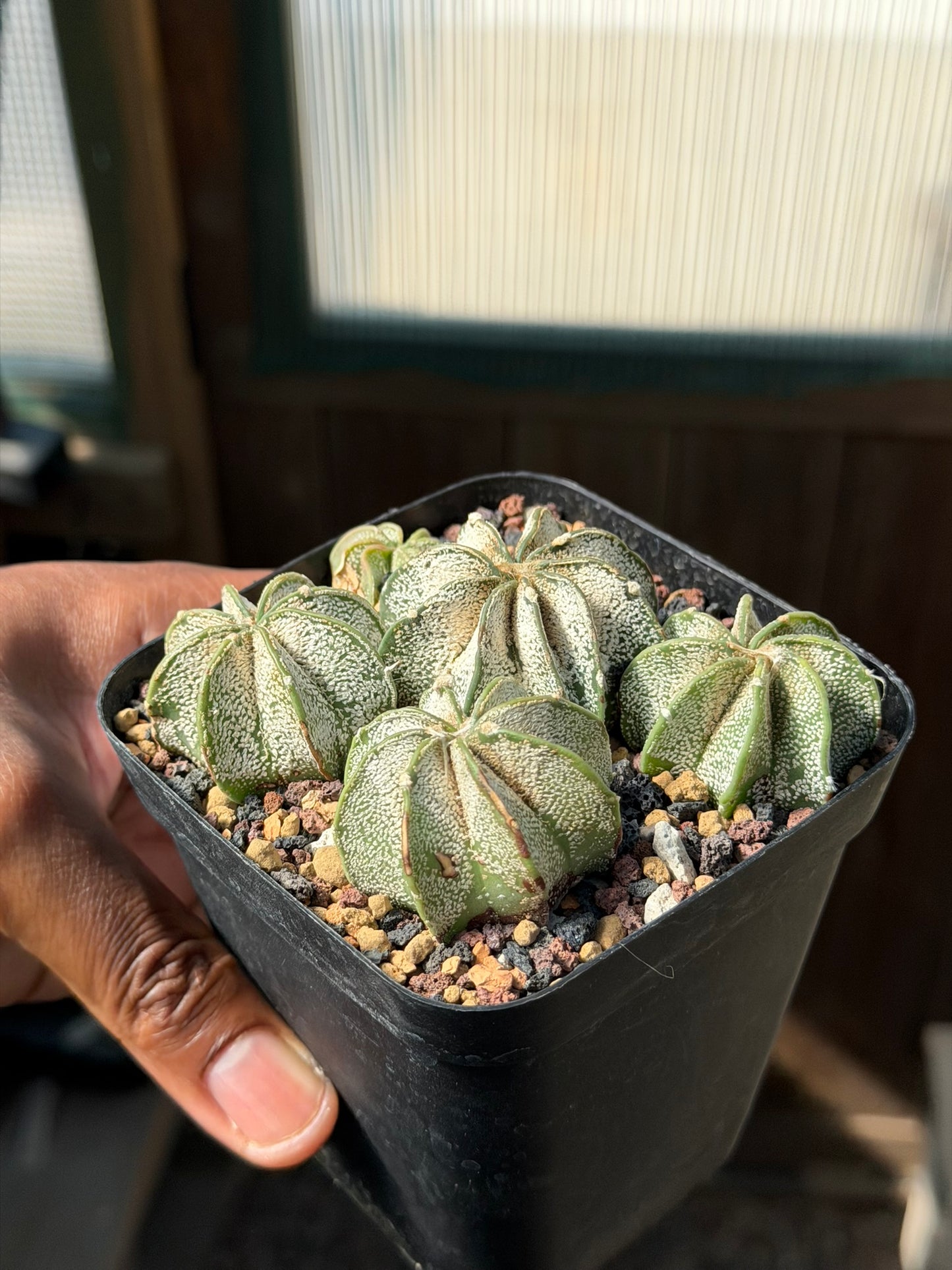 Astrophytum capricorne bundle