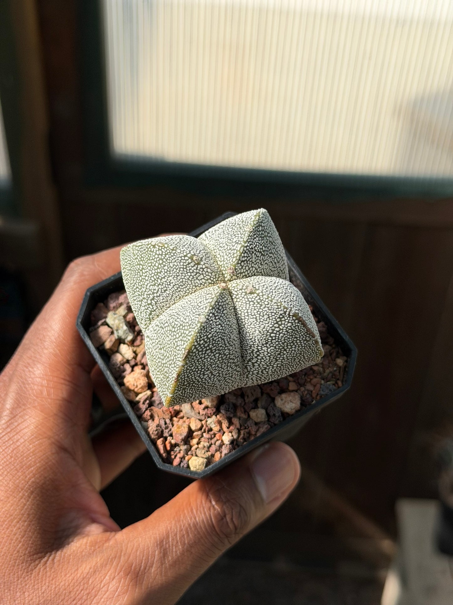 Astrophytum myriostigma Onzuka Quad