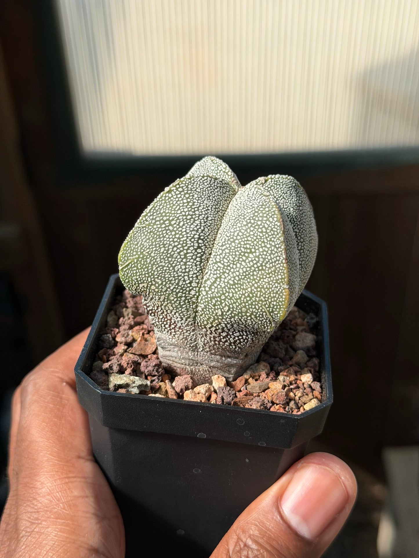 Astrophytum myriostigma Onzuka Quad