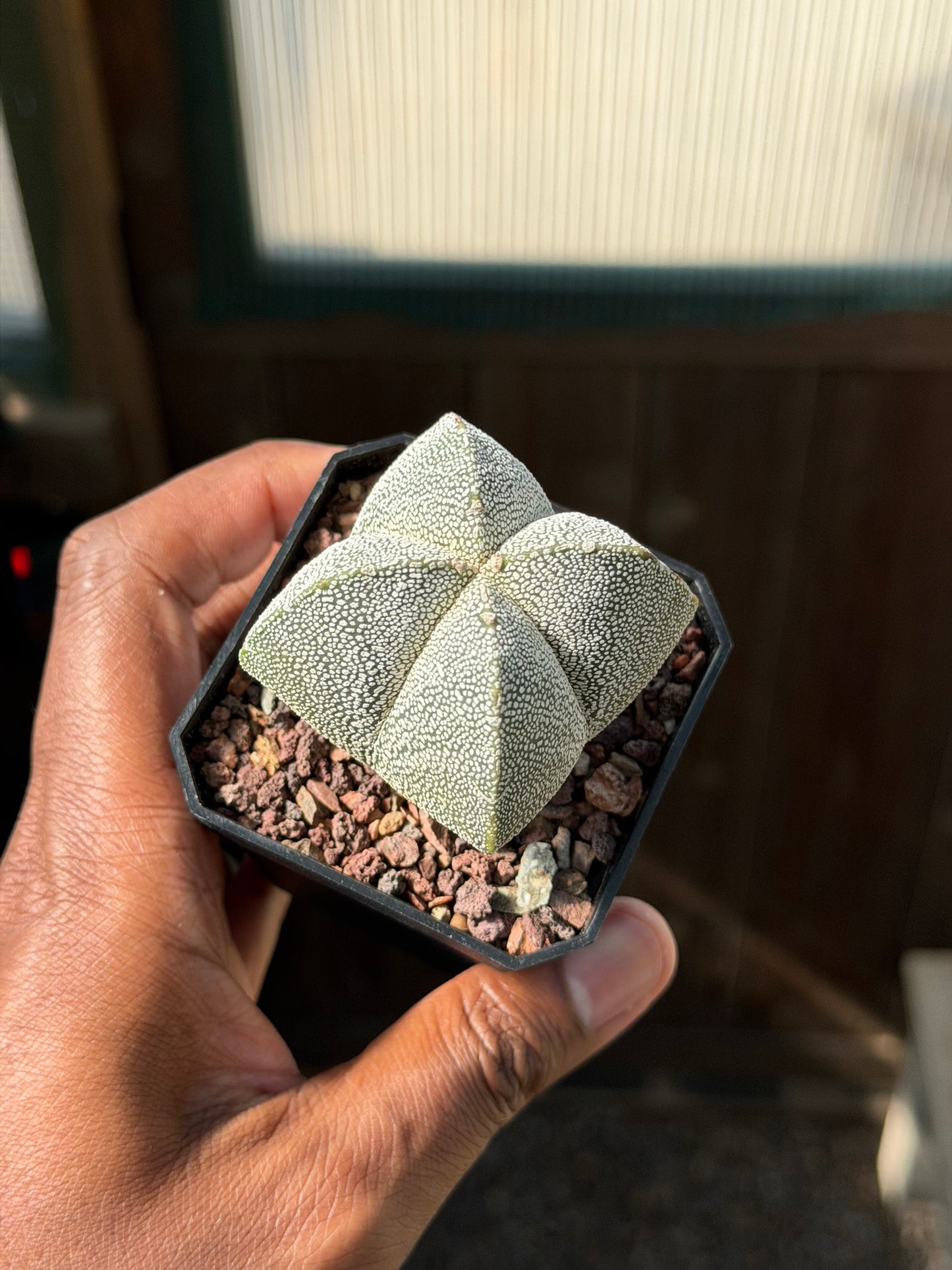 Astrophytum myriostigma Onzuka Quad