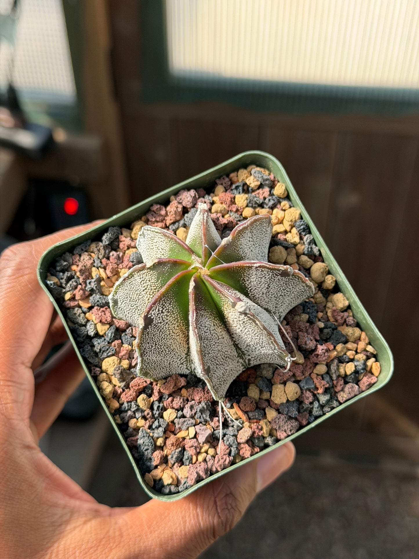Astrophytum capricorne