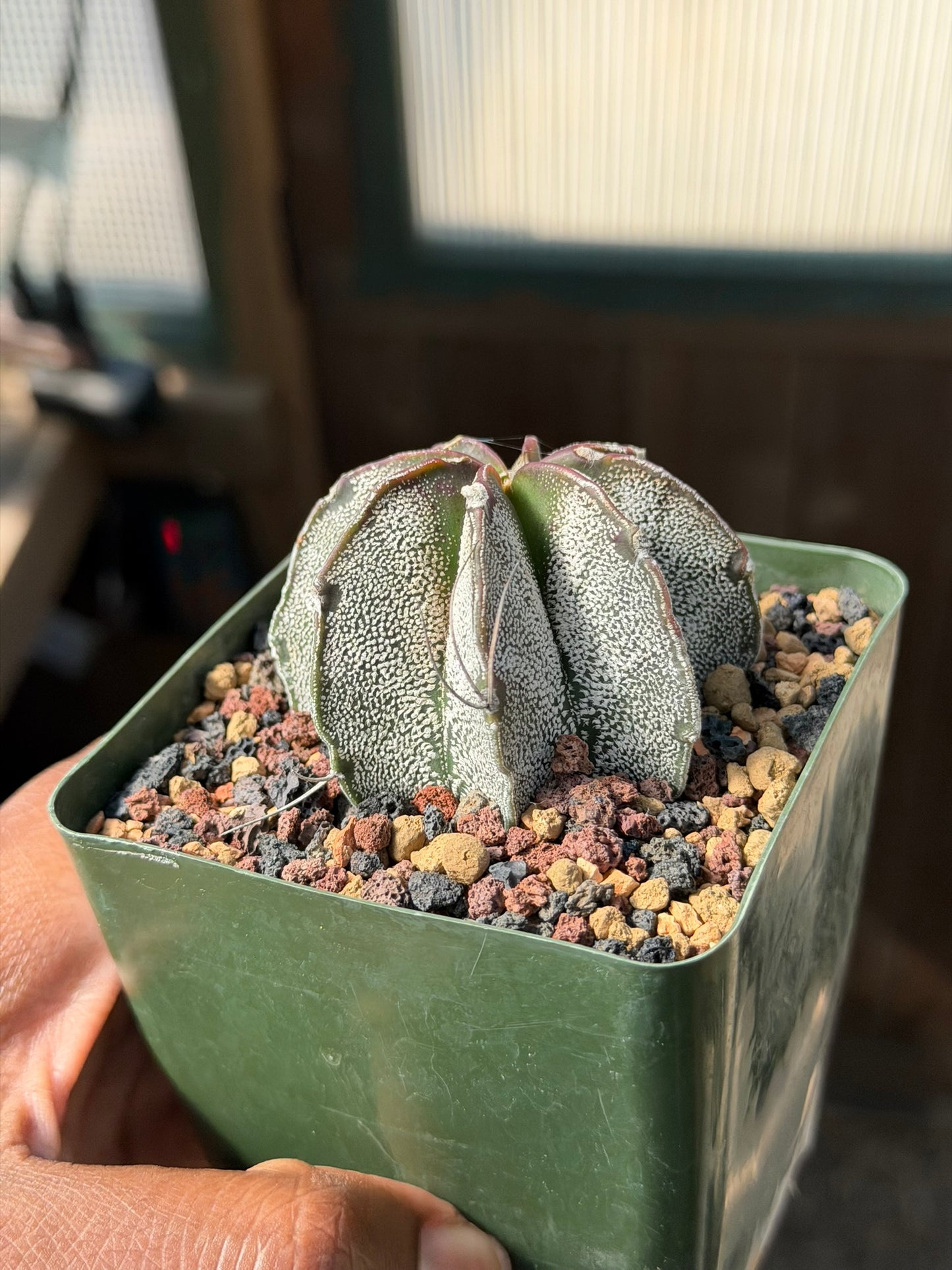 Astrophytum capricorne